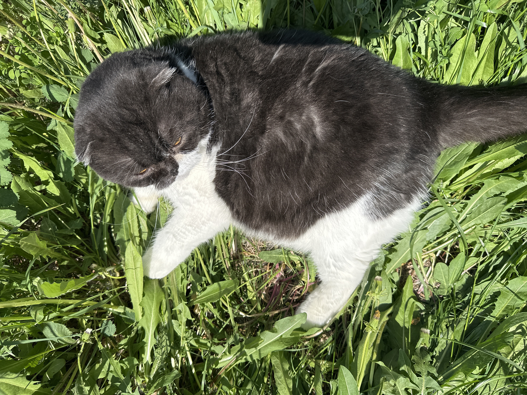 A medium shot shows a black and white cat lying in green grass in Kharnavy, Russia. The cat is positioned with its head towards the upper left corner and its tail extending to the right side of the frame. The grass appears to be a mix of short blades and broad-leafed plants. The lighting suggests it is daytime. The cat is lying down and appears relaxed.