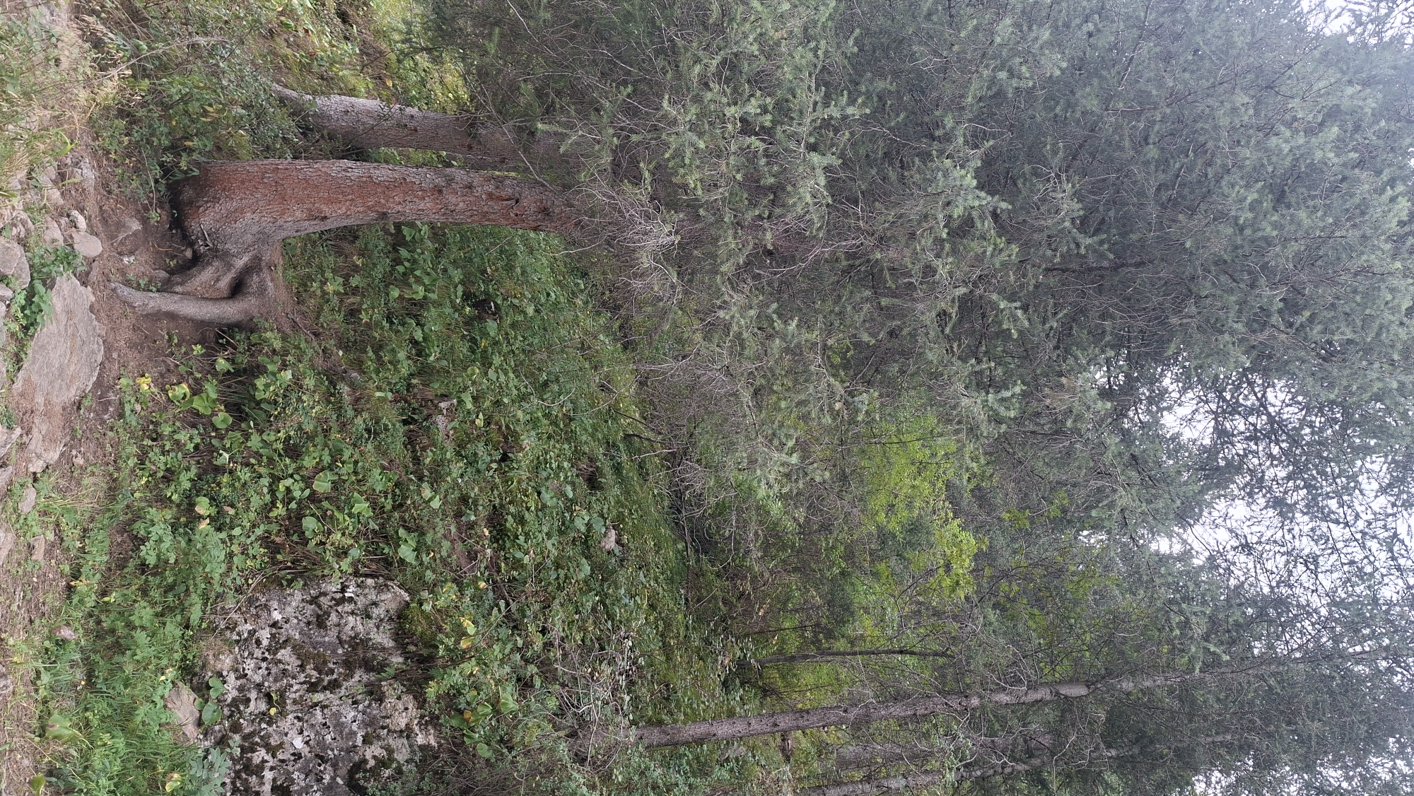 The image depicts a forest scene with a focus on two large pine trees with exposed, gnarled roots in the foreground. The trees are on a slight incline, with dense green undergrowth and foliage covering the forest floor and extending up the slope. In the background, more trees and greenery are visible, with a slightly overcast sky overhead. The scene appears to be a natural, undeveloped area. The provided metadata does not include information about the city of Batan, Kazakhstan, or the specific location within it.