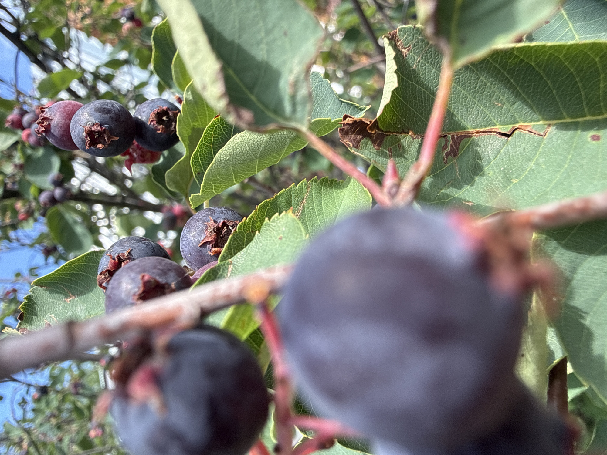 The image depicts a close-up view of a saskatoon berry bush. Several dark purple, almost black, berries are visible, some still attached to reddish stems. The berries have a slightly dusty appearance and some show remnants of their calyx at the top. The bush has green leaves, some of which show signs of browning or damage along the edges and veins. The background is blurred, showing more of the bush and a bright blue sky. The overall impression is of a healthy, fruiting plant. The location is noted as being in Baryshevo, Russia.