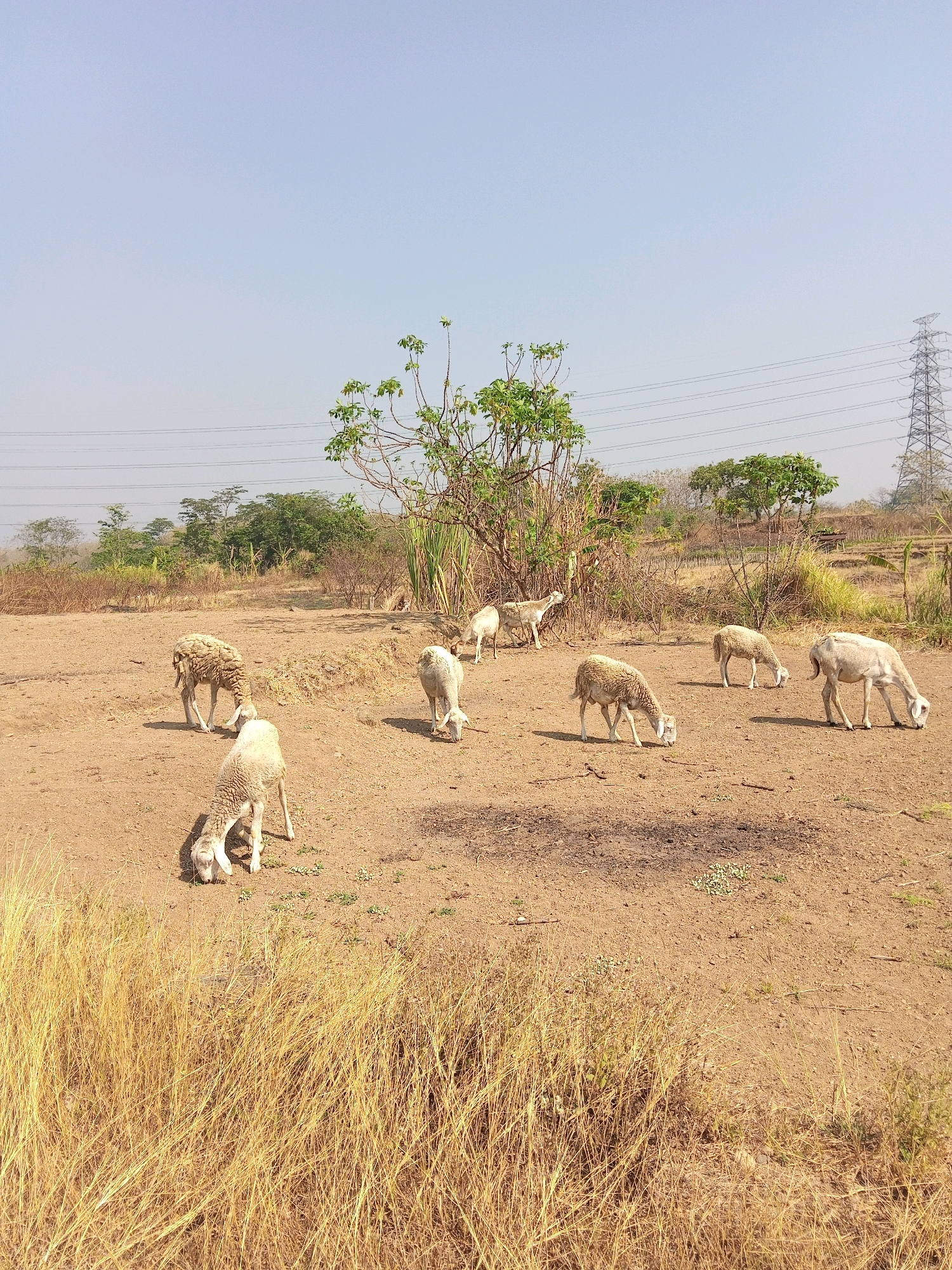 In Sendangijo, Indonesia, several sheep graze in a dry, dusty field. The environment appears arid, with sparse vegetation and dry grass dominating the foreground. In the background, a cluster of trees stands, and beyond them, power lines and a tall transmission tower are visible against a clear, pale blue sky. The sheep, mostly white, are scattered across the field, with some bending down to eat from the ground. One sheep in the foreground, in focus, has its head down, actively grazing. The overall impression is one of a rural, agricultural landscape under a bright, sunny sky.