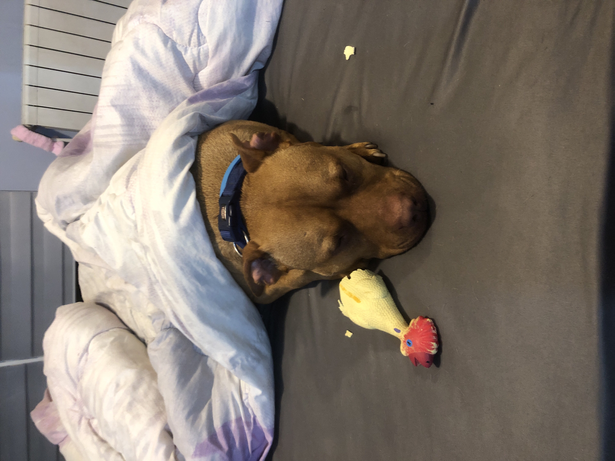 A brown pit bull dog with a blue collar is lying on a gray bed, partially covered by a white comforter with purple stripes. Next to the dog is a yellow rubber chicken toy with a red comb. The dog appears to be sleeping. The location appears to be indoors with white blinds. The city of Sofia, Bulgaria cannot be inferred from this image.