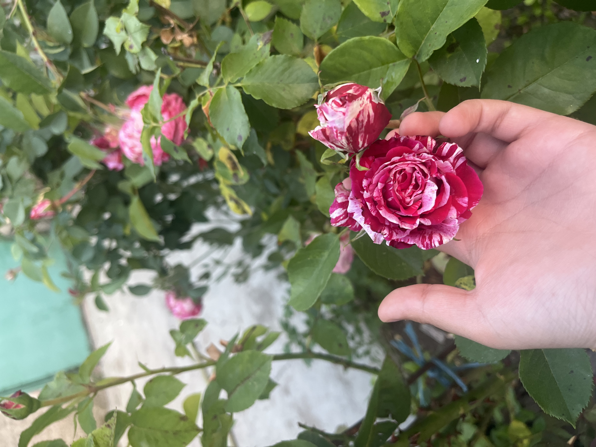The image shows a hand holding a red and white striped rose in a garden. Other similar roses are visible in the background. The location is Lozarevo, Bulgaria. The surrounding environment consists of green leaves and plant stems. A light green concrete structure appears in the lower left portion of the frame.