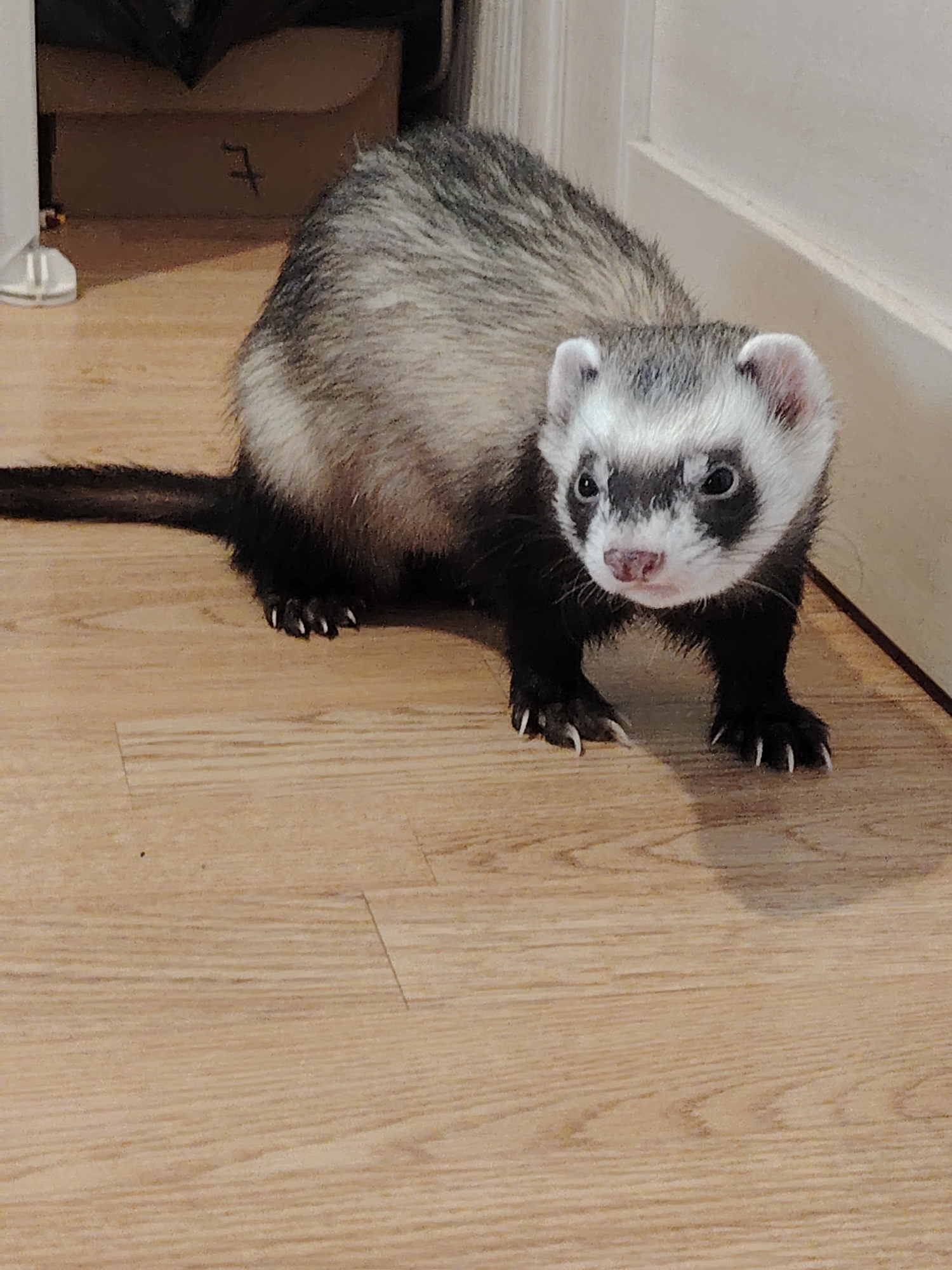 A ferret stands on a wooden floor near a white door and a cardboard box with the number 7 written on it. The ferret is mostly dark brown and black with a white face and paws. The ferret is looking directly at the camera. The scene appears to be indoors, possibly in a residential setting. There is no indication of the location being in Kyiv, Ukraine.