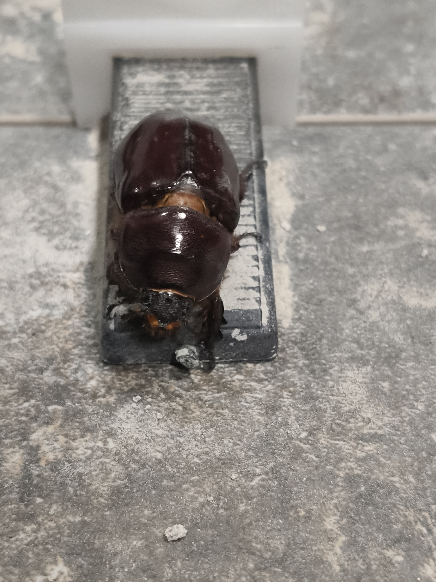 A deceased rhinoceros beetle lies on its back atop a rectangular, dark gray object that appears to be a fragment of a concrete or stone paving slab. The beetle is dark brown and glossy, with visible legs and mandibles. The surrounding surface is a textured, light gray material, possibly concrete or pavement, with scattered white debris. In the background, a portion of a white, rectangular object is visible, possibly a building feature or a manufactured item. There are no people present, and the scene appears to be outdoors in an urban or semi-urban environment, consistent with the location of Grinăuți, Moldova. The lighting suggests it is daytime.