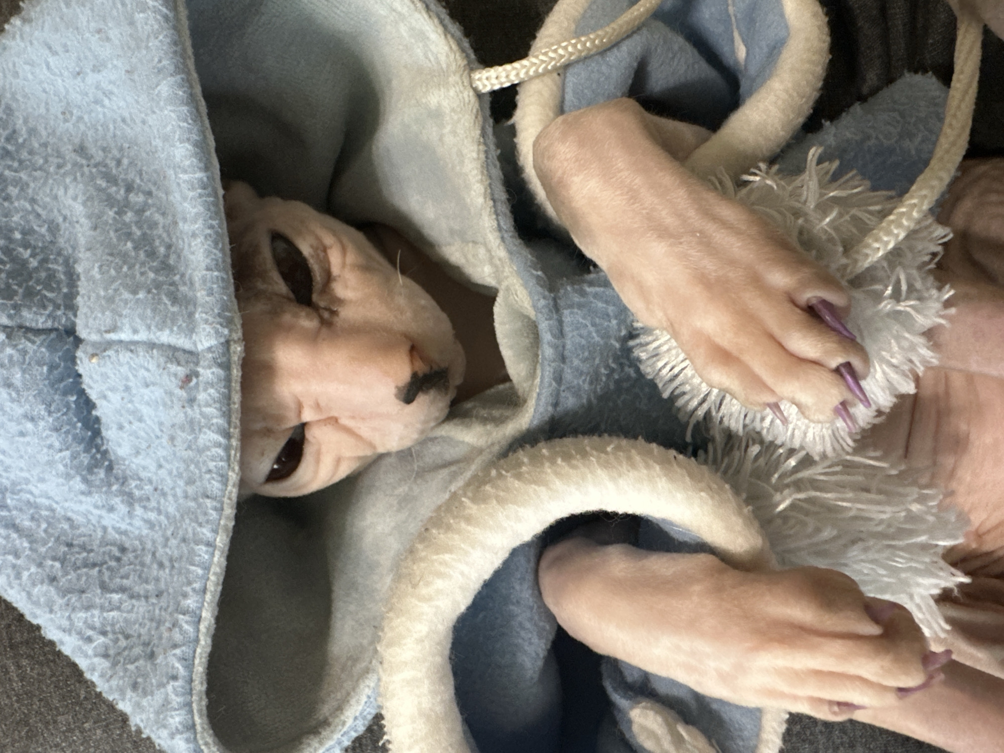 A hairless cat is wearing a light blue hooded garment with white trim. The cat's head is visible within the hood, with its eyes and nose prominent. The garment has what appears to be a fluffy white fringe along the chest area. The cat's paws are extended, and its claws are painted purple. The background is out of focus, but appears to be a soft surface, possibly a blanket or upholstery. There is no information to determine the location within Togliatti, Russia.