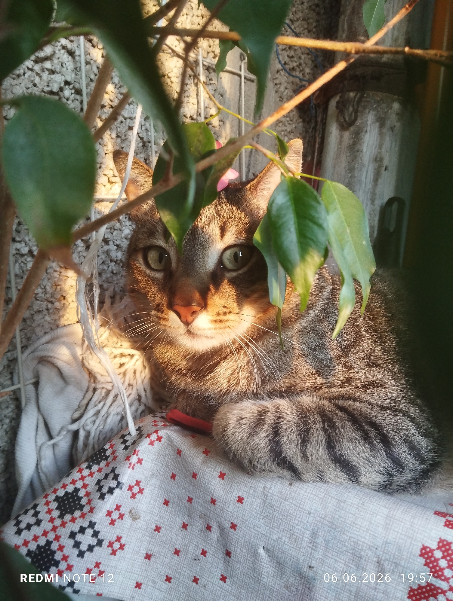 A domestic short-haired tabby cat with green eyes and brown and grey striped fur is positioned centrally, partially obscured by out-of-focus green leaves and thin brown branches in the foreground. The cat's face, displaying a light brown coloration around its nose and mouth, is illuminated by a warm, directional light source, creating highlights on its fur. Its front paws are tucked beneath its body.
The cat rests on a folded, textured white or cream woven fabric, which in turn lies on a white cloth featuring a repeating pattern of red and black cross-stitch designs. In the background, behind the cat and foliage, a rough, light-colored wall with visible texture (possibly concrete blocks or stucco) is present. To the right of the cat's head, a grey, cylindrical object, resembling a pipe or post, is visible. A white string or wire is draped near the cat's left ear against the wall. The scene is situated in the city of Burgas, Bulgaria. The image was captured with a Redmi Note 12 on June 6, 2026, at 19:57.