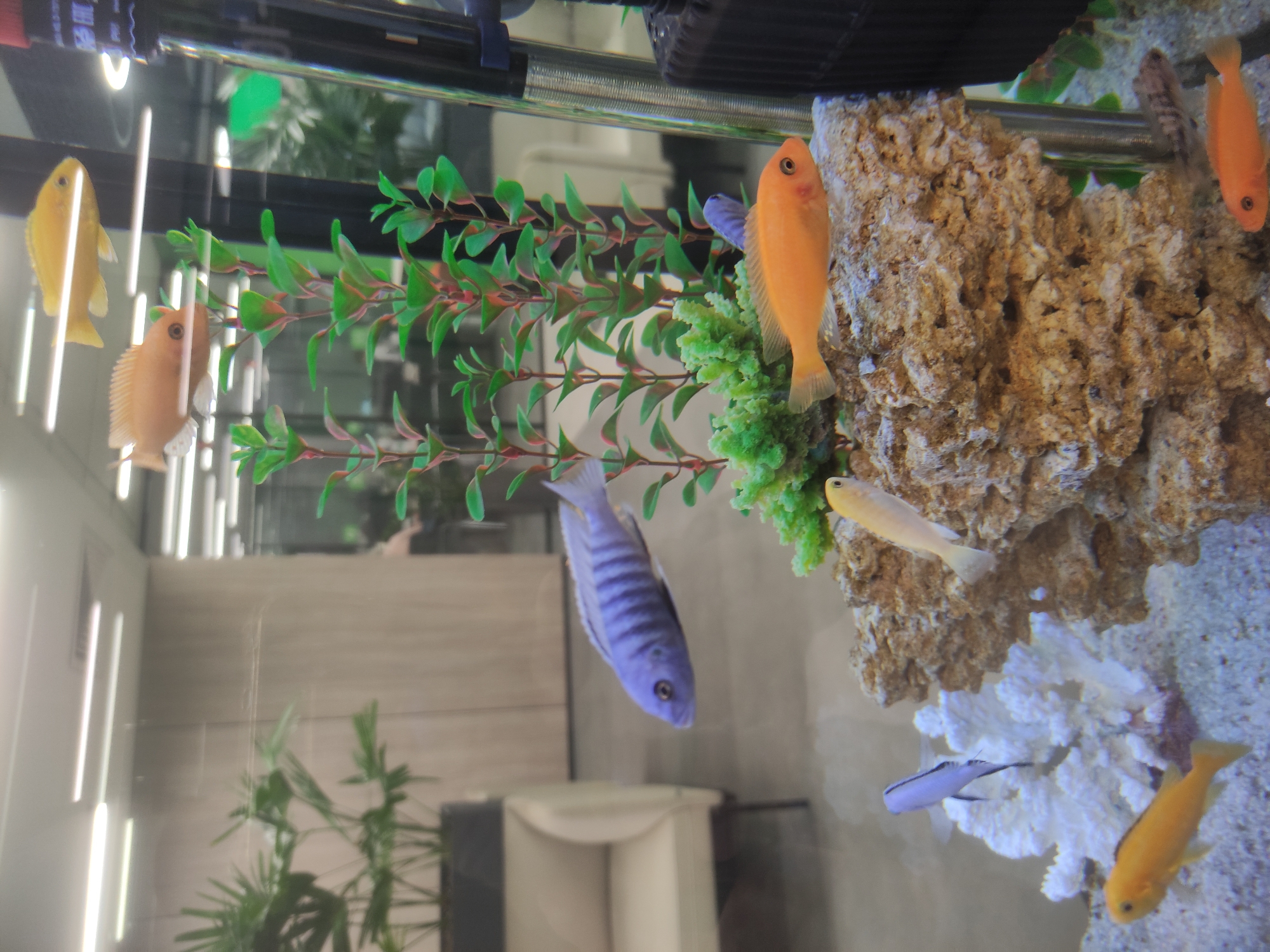 The image depicts an aquarium. Several colorful fish are visible, including yellow, orange, and blue specimens. The aquarium is decorated with artificial plants and rock-like structures. The background of the image shows a blurred view of what appears to be an office environment. There is no indication in the image that the aquarium is in Moscow, Russia.