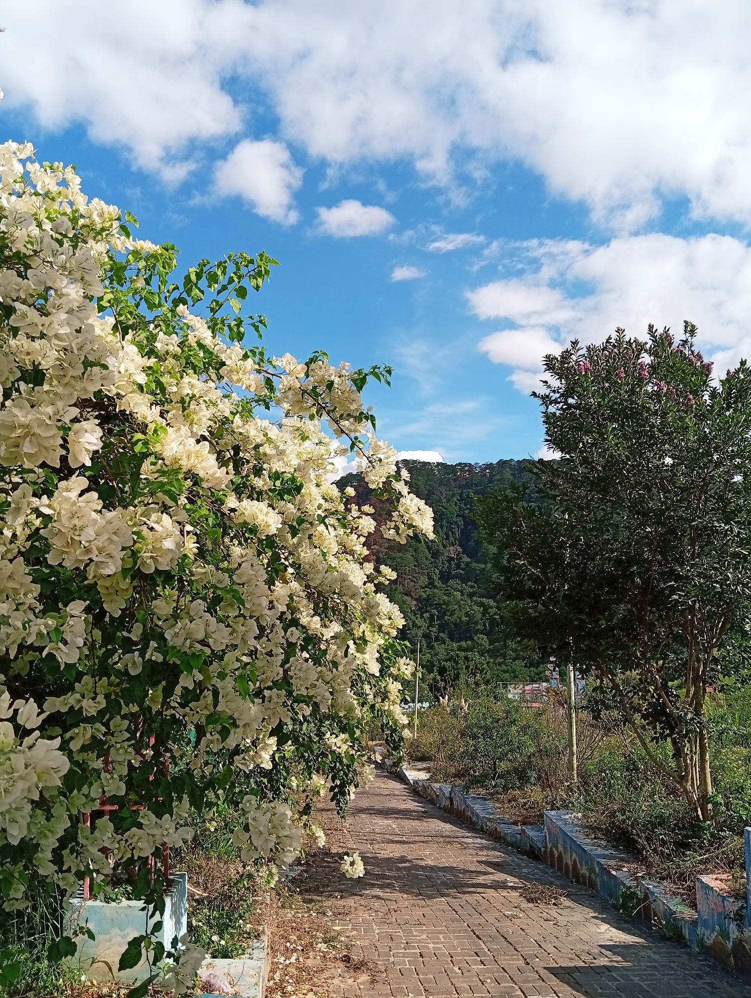 The image depicts a pathway lined with flora, under a partly cloudy, bright blue sky. The location is Da Lat, Vietnam.
A brick-paved pathway curves into the scene, with a dense collection of white bougainvillea bushes on the left side. The bushes are overflowing with flowers, which are visible up to the top left portion of the frame. On the right side, a smaller tree with green leaves and some pinkish flowers is present, standing amidst wild greenery. A set of low concrete blocks with painted designs runs alongside the path.
Behind the foliage, a mountain covered in dense green forest is visible, partially obscured by the vegetation on either side of the pathway. The sky overhead is bright blue, dotted with fluffy white clouds.
No people are visible in the scene.
