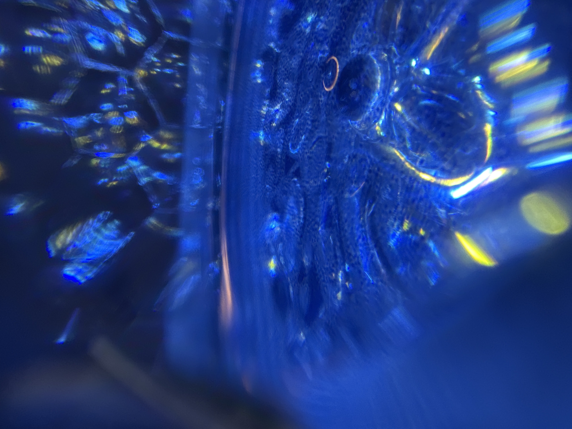The image shows a close-up, abstract view of what appears to be a blue liquid or substance, possibly contained within a glass or transparent container. Light is refracting through the substance, creating patterns of blue and yellow. The location in the city of Unknown, Unknown is indeterminate from the visual data.