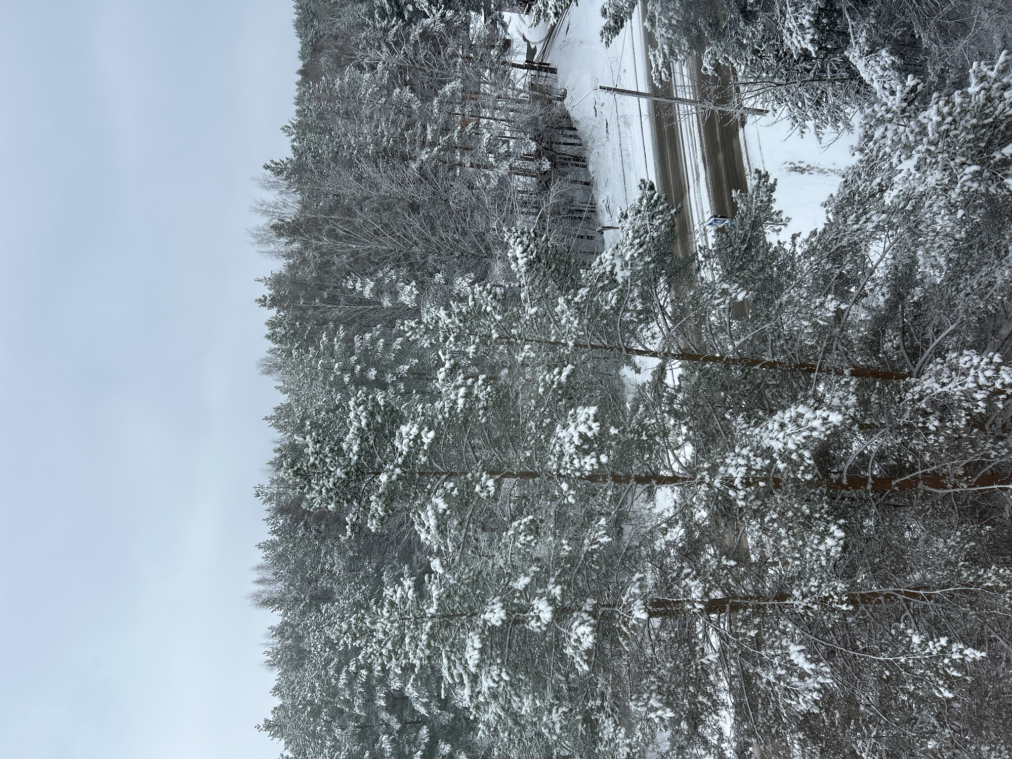 The image shows a winter scene in what appears to be a forested area, likely in or near the city of Chaikovsky, Russia. A road, partially covered in snow, runs through the scene. The trees on either side of the road are heavily laden with snow. The sky is overcast. There are no people visible in the image. Power lines are present next to the road.