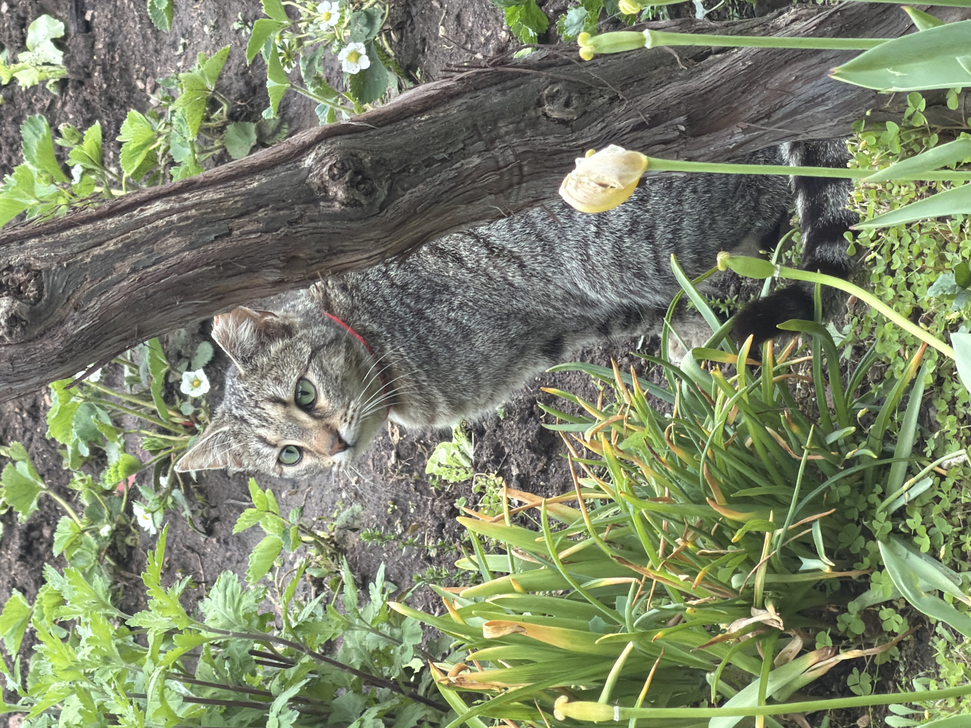 A tabby cat with striking green eyes and a red collar is captured in a garden setting in Debrashtitsa, Bulgaria. The cat is lying down, positioned to the right of a substantial, gnarled wooden log or branch, and is looking directly up towards the viewer with an alert expression. Its grey and brown striped fur is visible along its body, with a dark, ringed tail tucked behind the log on the right side of the frame.
The ground is dark, rich soil, typical of a garden. Surrounding the cat and log is an abundance of green foliage. Small green plants with delicate white flowers, likely strawberry plants, are visible to the left of the cat's head. On the right, taller, grass-like green leaves dominate the foreground, among which a closed, light yellow tulip bud can be seen emerging from its stem near the log. Another smaller, green bud is visible further back. The scene suggests a calm daytime setting with natural light, highlighting the textures of the cat's fur, the weathered wood, and the diverse plant life. There is no visible text in the image.