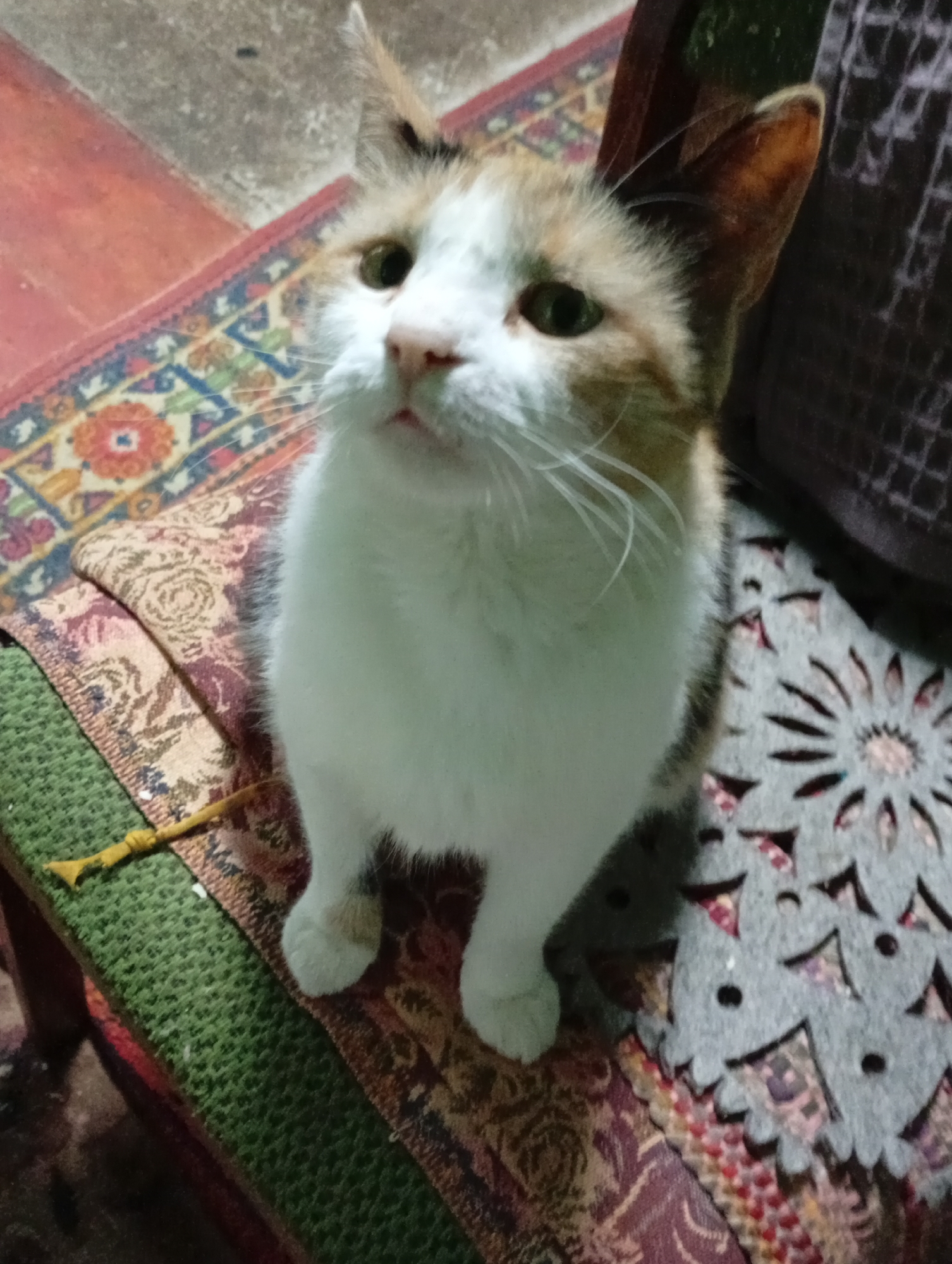 A calico cat is pictured from a slightly high angle, sitting on a patterned fabric surface. The cat is facing the camera, with its head tilted slightly upwards. Its fur is a mix of white, orange, and black patches. The background shows a textured surface and more patterned fabric. The scene appears to be indoors, likely in a home environment. There is no discernible connection to Pavlovsky Posad, Russia.