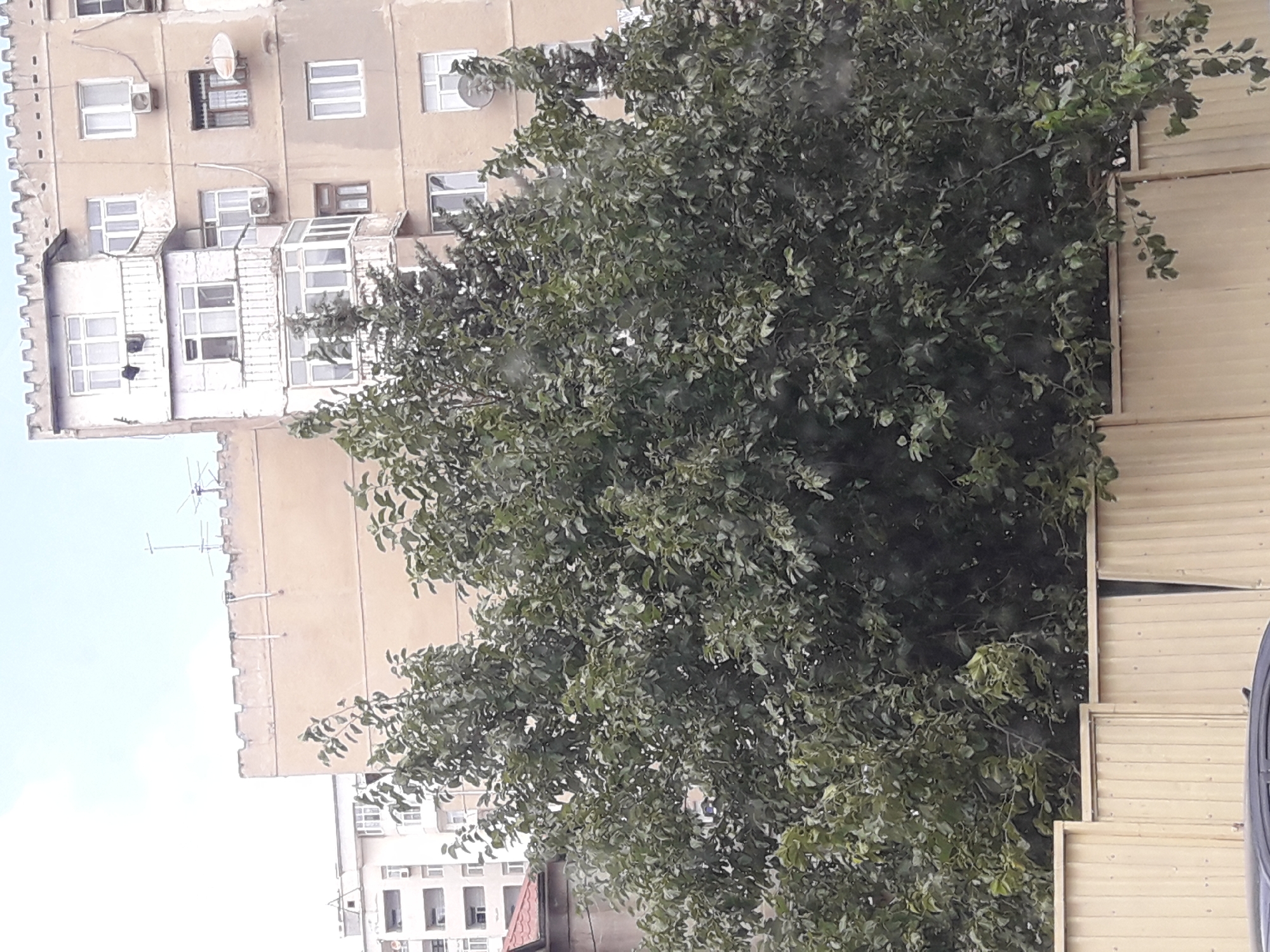An exterior, eye-level shot captures a dense, leafy green tree in the foreground, obscuring much of the background. Behind the tree, several apartment buildings are visible. The closest building is a multi-story apartment complex with a beige facade, featuring multiple balconies and windows, some with visible air conditioning units and satellite dishes. Further in the background, another apartment building with a lighter facade and numerous windows is visible. The buildings have a distinctly urban aesthetic. In the lower part of the frame, a light-colored metal fence runs horizontally, partially concealing a dark-colored car parked on the left side of the image. The sky above is overcast and pale.