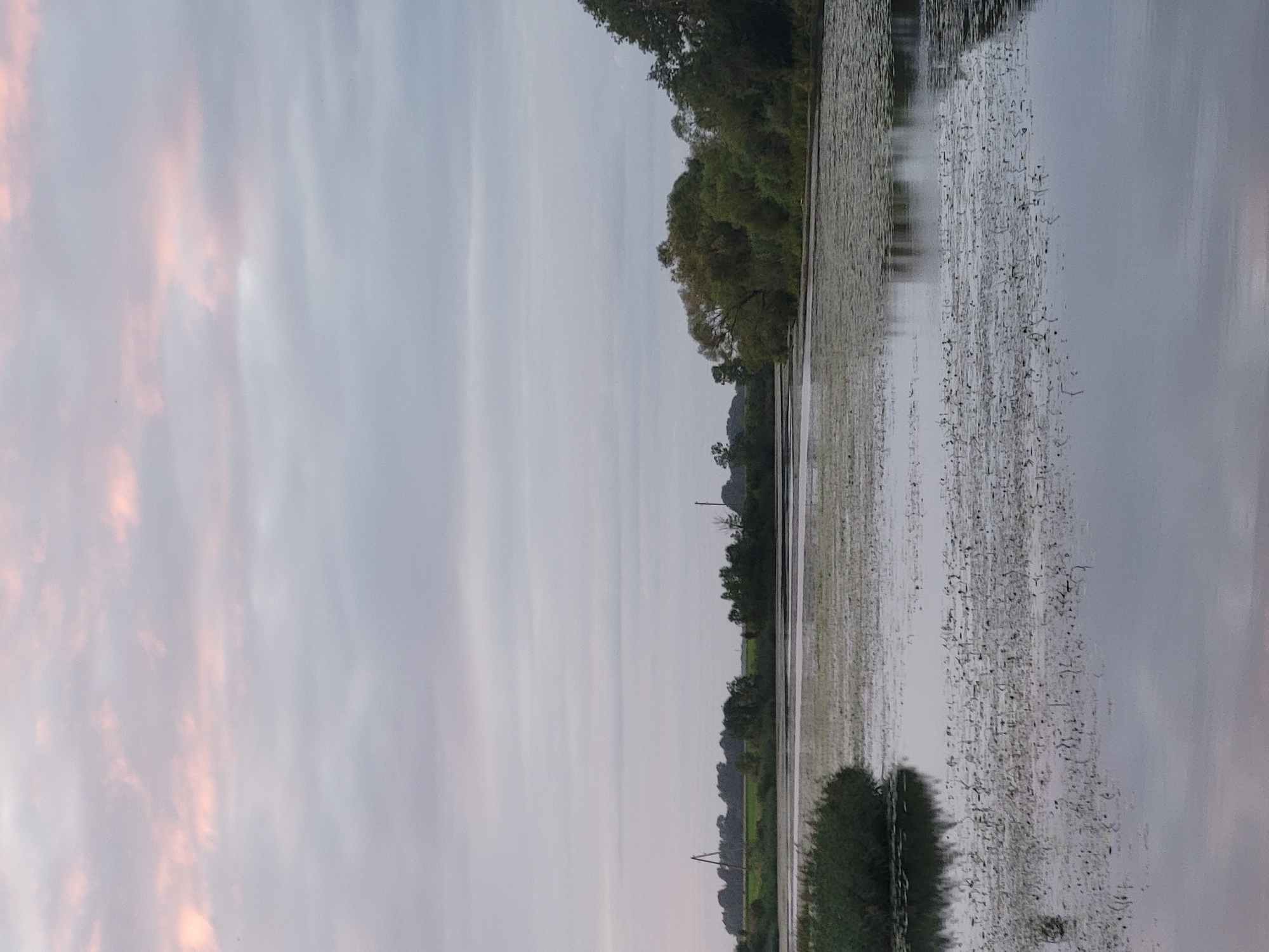 An overcast sky with streaks of pale pink and grey clouds hangs above a tranquil body of water. The water's surface is partially covered with aquatic vegetation, appearing as a dense, green carpet in some areas and a sparse scattering of lily pads in others. The reflection of the sky and surrounding greenery is visible on the water. On the far bank, a line of trees forms a dark silhouette against the horizon, with a few taller structures, possibly industrial or agricultural, visible in the distance to the left. The overall scene depicts a natural landscape on a cloudy day in Lielplatone, Latvia, likely near a rural area given the presence of agricultural structures. There are no people or animals visible in the image.