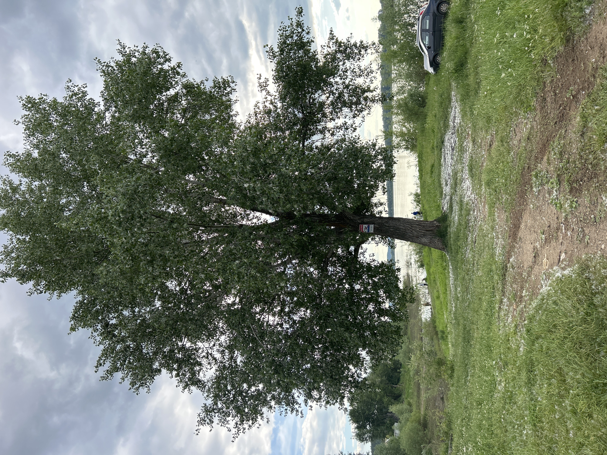 This image captures a riverside landscape in Chaikovsky, Russia, under a partly cloudy sky. A large deciduous tree with dense green foliage occupies the central and left foreground, its trunk positioned off-center to the left. A red and white warning sign is attached to the tree's trunk, displaying the word "ОПАСНО" (DANGER) and a graphic symbol depicting a person diving with a diagonal line through it, indicating "no diving" or "unsafe for swimming." The ground beneath the tree and in the immediate foreground consists of green grass interspersed with a winding dirt path. A substantial amount of white, fluffy, cotton-like seed dispersal material is scattered across both the grass and the dirt path.
Behind the grassy bank and the tree, a wide body of water extends across the midground, its surface reflecting the overcast sky in various bright and subdued tones. On the left side of the riverbank, an individual in a blue top is partially visible, standing near the water's edge. To the right, a dark grey or black sedan car is parked on the grassy area facing the water. The distant horizon across the water features a faint line of trees and indistinct structures beneath the cloudy sky.