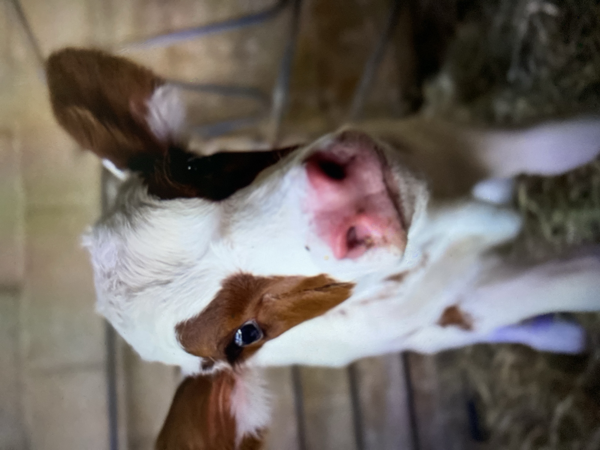 A close-up, slightly tilted shot focuses on a young calf. The calf is predominantly white with brown patches on its head and ears. Its pink nose is prominent in the center of the frame. The calf's eye is visible and glossy. The background suggests a barn or enclosure with wooden beams and scattered hay. There is no evidence to suggest the photo was taken in Tinaquillo, Venezuela.