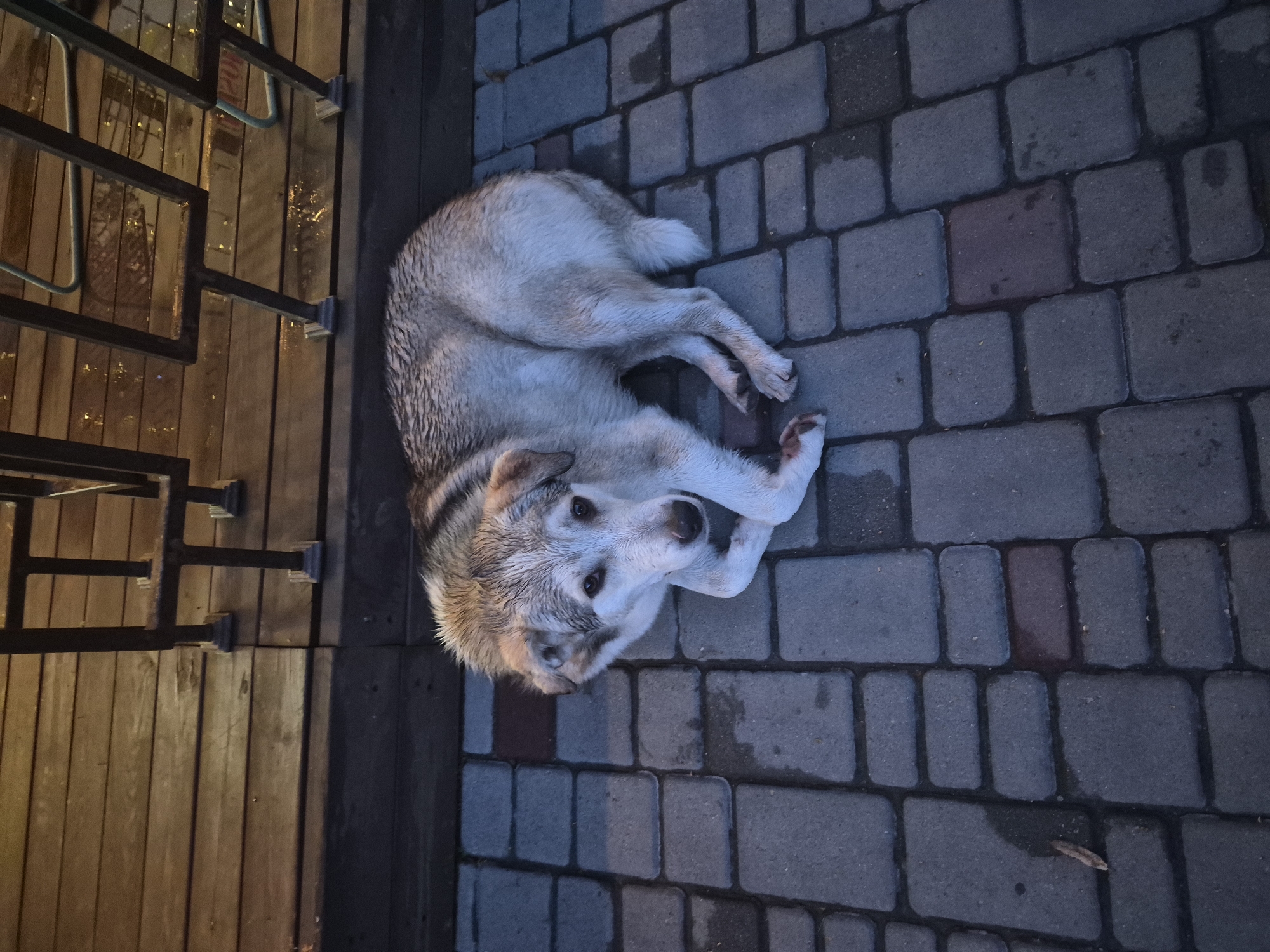 A medium-sized dog with wet fur and light brown and white markings lies on a wet, grey brick patio. The dog is curled on its side, facing left, with its head turned towards the camera. The dog's eyes are open, and it appears to be looking directly at the viewer. Behind the dog, a wooden deck with dark railings is visible. The deck is also wet, with reflections of light on its surface. The scene appears to be outdoors, possibly in an urban setting, given the brick patio and railings. The lighting suggests it is dusk or a dimly lit area. There are no people present in the image.