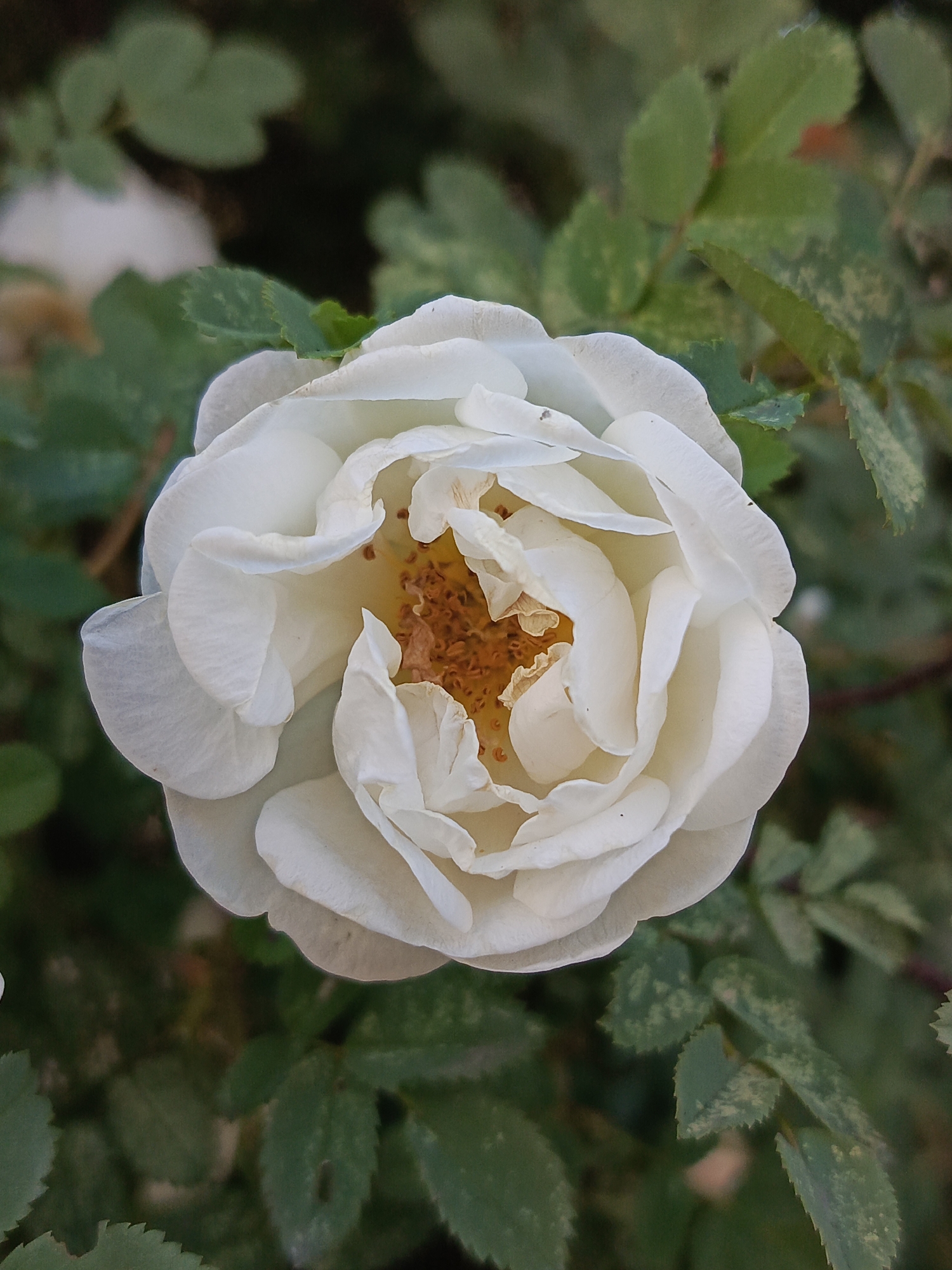A close-up, top-down view captures a fully bloomed white rose, its petals delicately unfurling. The center of the rose reveals a cluster of light brown stamens. The rose is set against a backdrop of blurred green leaves, some of which appear to have a mottled texture. The lighting suggests an outdoor setting, possibly a garden. There is no indication of the city of Chaikovsky, Russia, within the image or its context.