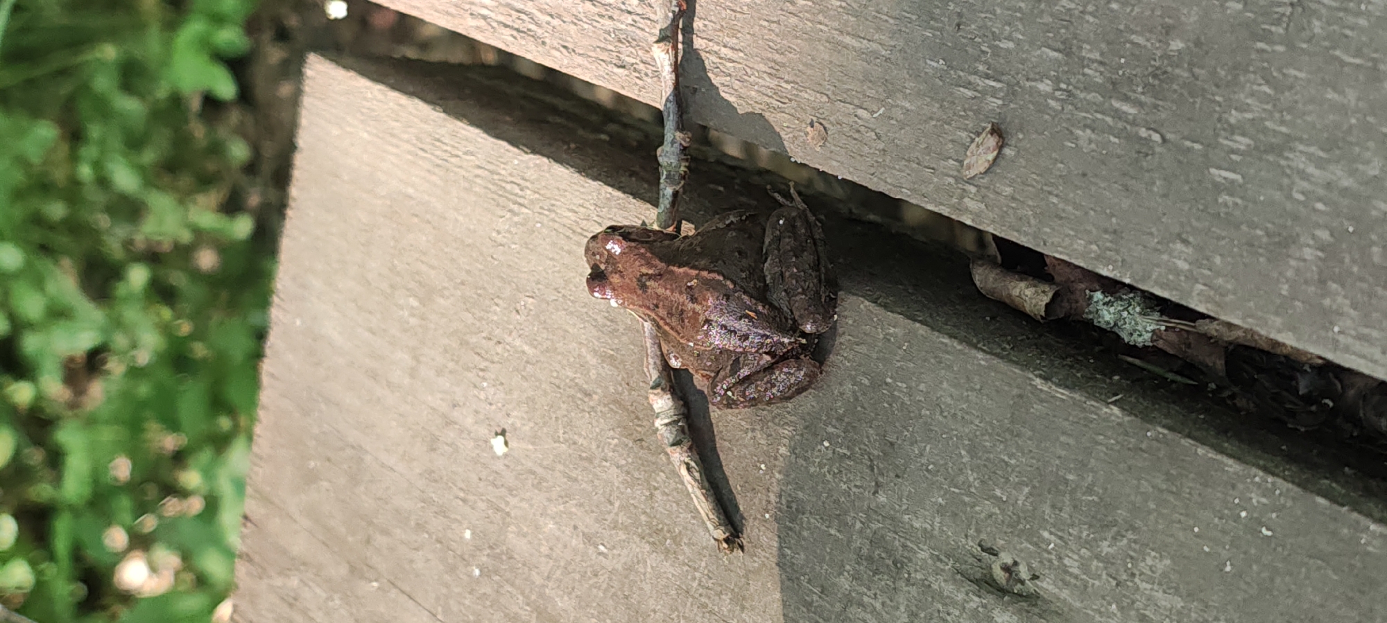 A brown frog sits on a wooden surface in Beloostrov, Russia. The frog is positioned facing away from the camera, with a small stick passing behind it and extending to the right. The wooden surface appears to be part of a bench or deck, with a visible gap between two planks. In the background, out-of-focus green foliage suggests an outdoor environment. The lighting indicates it is daytime.