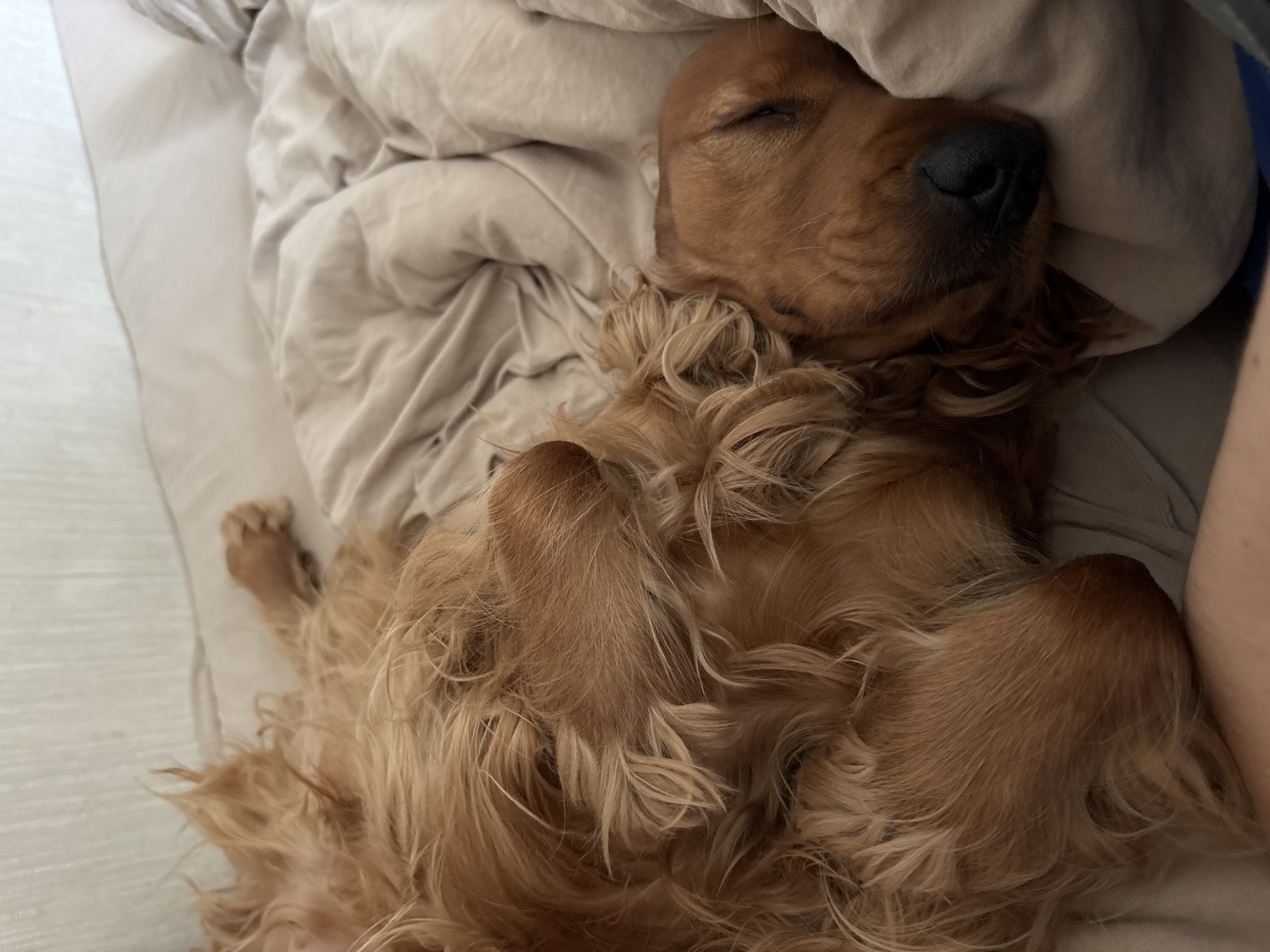 An adult English Cocker Spaniel dog with light brown fur is sleeping on its back on a bed. Its eyes are closed, and its head is resting on a tan duvet. The dog's paws are visible, one of which is resting on its chest. The background consists of a white headboard and a textured wall. The image appears to be taken indoors, likely in a bedroom. There is no information available about the location in the city of Krasnoyarsk, Russia.