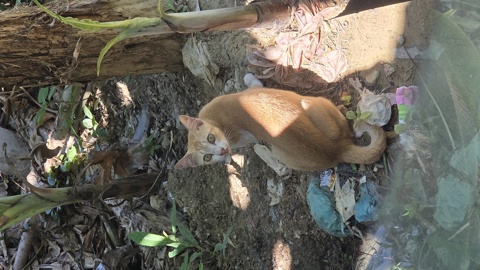 An eye-level, medium shot shows a ginger cat lying in a patch of soil and debris in Lhokseumawe, Indonesia. The cat is turned toward the camera, its green eyes looking upwards. Patches of sunlight and shadow cross its body. It is surrounded by dead leaves, scraps of paper, plastic bags, and other litter. Part of a fallen tree trunk or thick branch is visible at the top of the frame. The scene suggests an outdoor environment, possibly a neglected area or a garden.