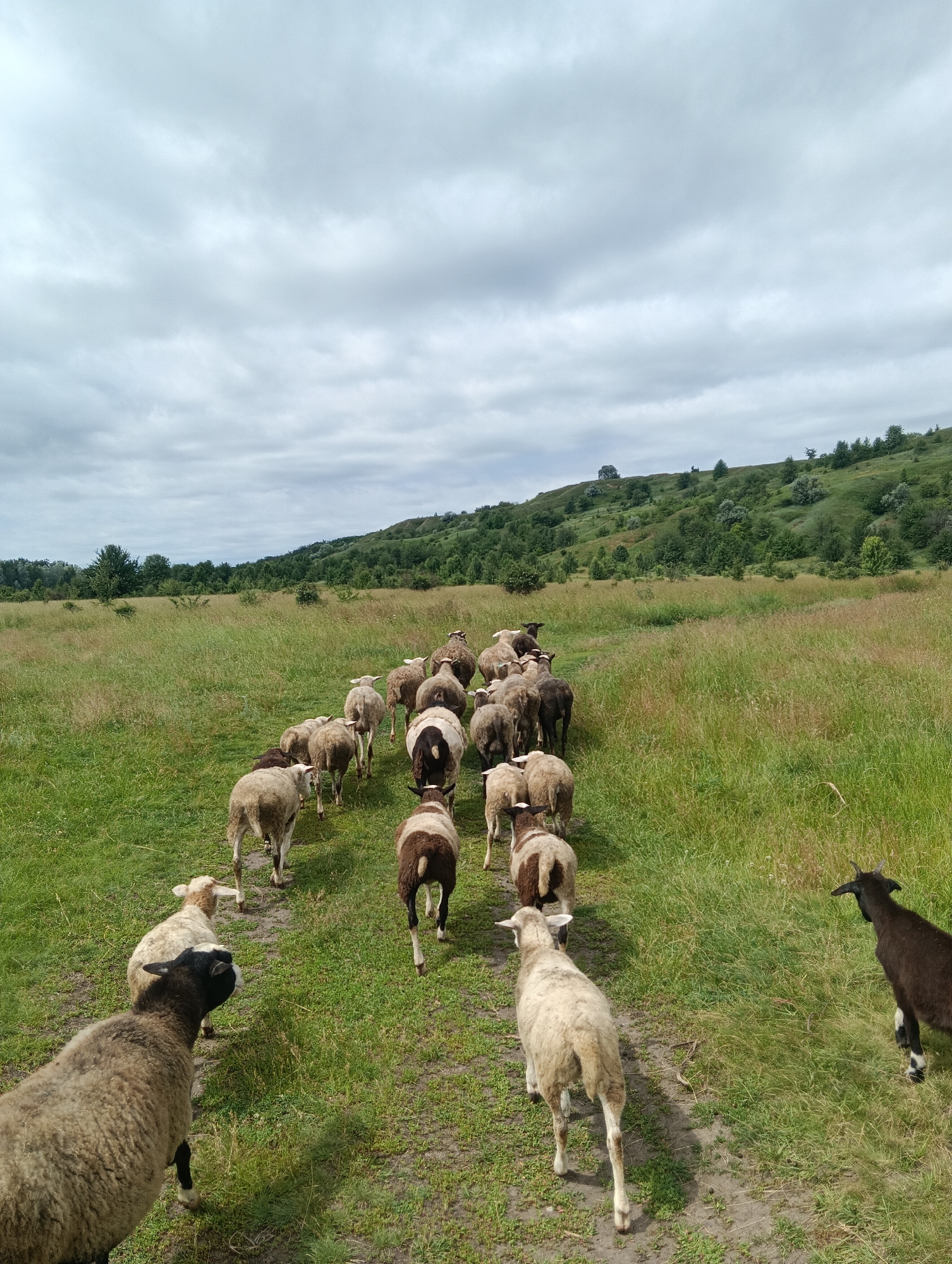 A flock of sheep and one goat are walking away from the camera on a path through a grassy field. The sheep are of various colors, including white, brown, and black. The goat is dark brown with horns. The field is green and overgrown with tall grass. In the background, there is a gently sloping hill covered in trees and shrubs. The sky is cloudy and overcast. The scene appears to be in a rural or natural setting.