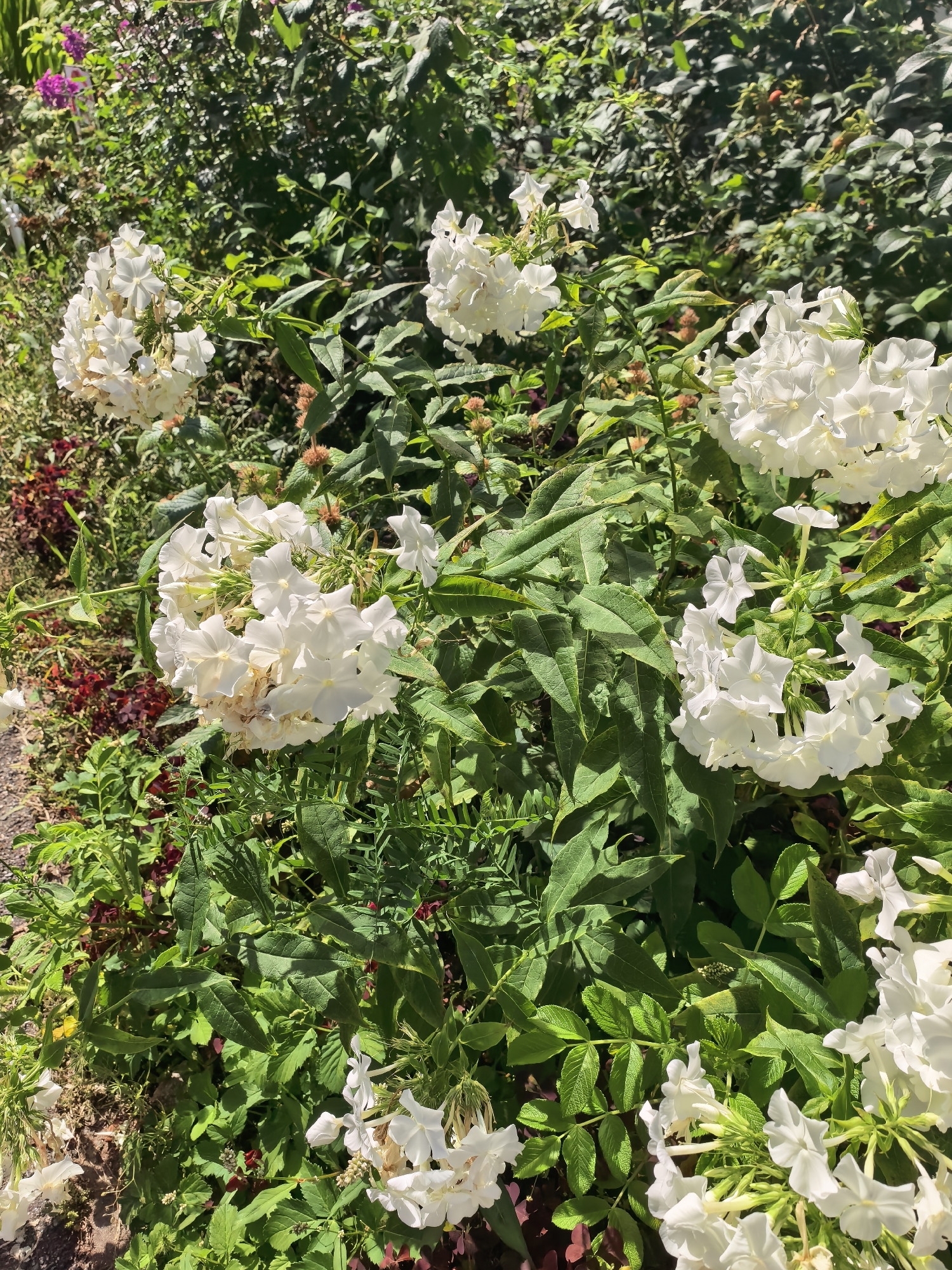 The image shows a cluster of white flowers with green foliage in Sestroretsk, Russia. The flowers are arranged in large, conical clusters and have five petals. The leaves are lance-shaped and serrated. In the background, there are more green leaves, some reddish-brown foliage, and a few small purple flowers. The scene appears to be a garden or park area on a sunny day, with the sunlight casting shadows on the leaves. There are no people or animals visible in the image.