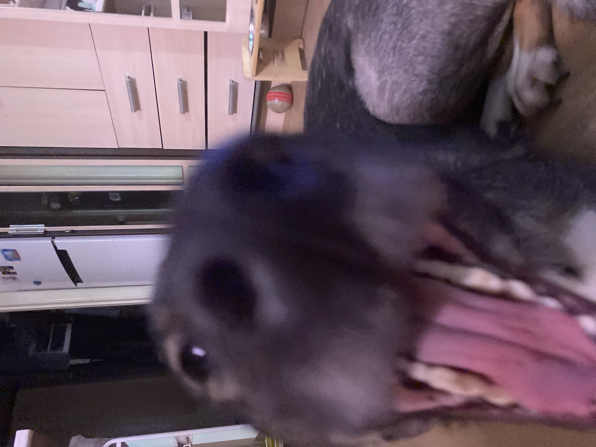 This close-up, rotated image captures a dog's face in the foreground, highly blurred due to its proximity to the camera. The dog, possibly black or dark-furred, has its mouth wide open, revealing a pink tongue and rows of teeth. Its nose and one eye are discernible, suggesting a playful or perhaps startled expression, or caught mid-yawn or bark.
The background, appearing upside down relative to the dog's head in the original orientation, depicts an indoor setting, likely a kitchen or utility room in a home in Chaikovsky, Russia. Visible are light-colored wooden cabinets with horizontal metallic handles. Below the cabinets, a horizontal metallic surface, possibly a refrigerator or a counter with a reflective surface, extends across the frame. Further back and slightly to the right, a small, round object with red stripes, resembling a toy ball, rests on a wooden surface. The lighting suggests an indoor scene, but the specific time of day is not evident. No visible text is present in the image.