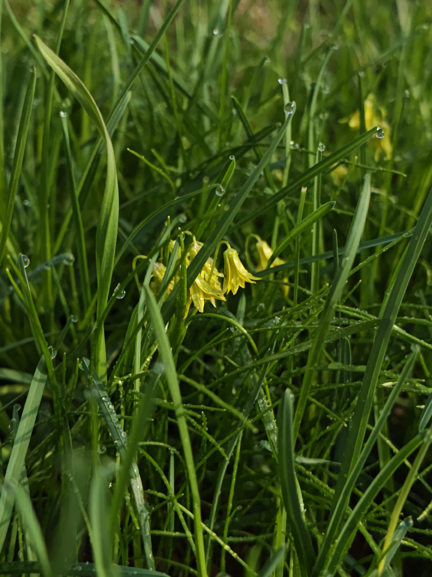 The image shows a close-up view of green grass blades interspersed with small yellow flowers. Water droplets are visible on several of the grass blades. The location, Parkhomivka, Ukraine, is only used as a spatial reference and has no other immediate relevance to the scene's content.