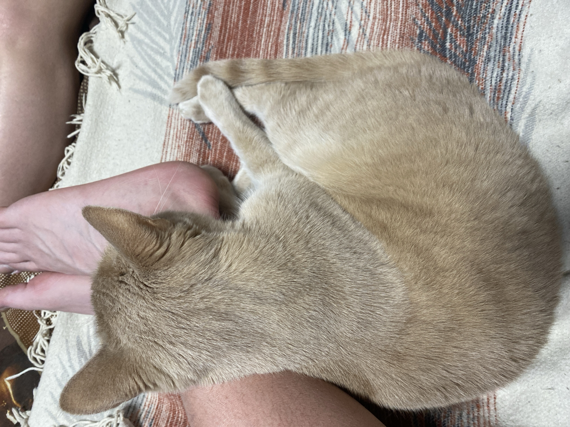 A close-up, high-angle shot shows a light tan or beige cat curled up next to a person's foot. The cat is mostly within the frame and is positioned on a patterned blanket with tassels. The blanket has beige, white, gray, and red/brown stripes. The person's foot is pale and positioned near the cat's head. Part of the person's leg is also visible. The context of the location as being in the city of Chaikovsky, Russia is unknown and cannot be verified from the image.