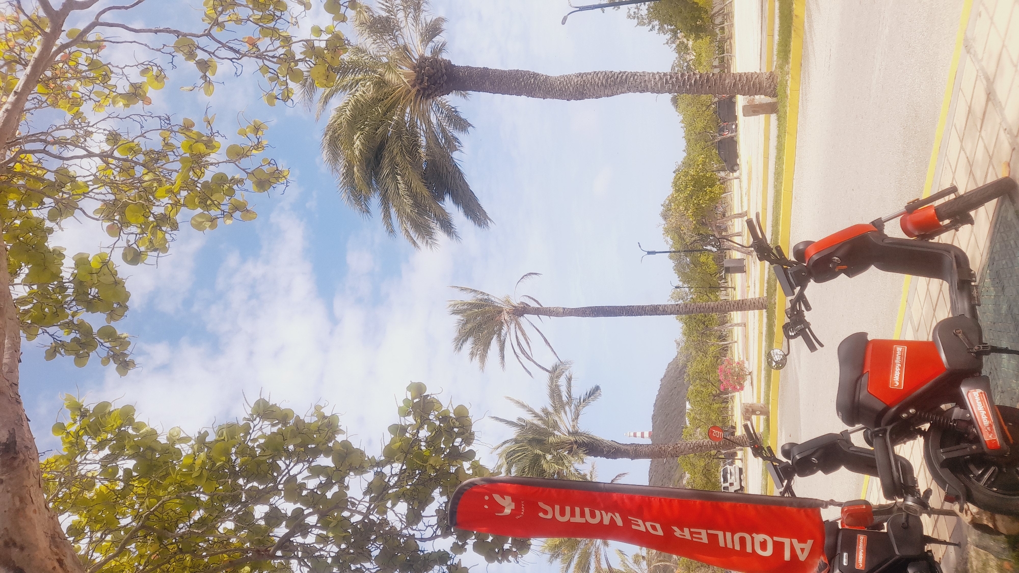 This media file depicts an outdoor scene with a focus on two red electric scooters parked side-by-side on a paved area with yellow and white markings. The scooters are the primary objects, with visible handlebars, seats, and branding that reads "Happy Rental" on the seats and "ALQUILER DE MOTOS" on a red banner attached to the front of one scooter. The banner text is in Spanish, meaning "Motorcycle Rental."
The setting appears to be a tropical or subtropical location, suggested by the presence of several palm trees of varying sizes, some with fronds reaching towards the sky, and lush green foliage. The sky is blue with scattered white clouds, indicating fair weather. In the background, there are more trees and a hint of mountainous terrain. The lighting suggests it is daytime, likely a sunny day given the bright colors and clear sky.
The composition is unusual, as the image is taken from a low angle, looking upwards towards the sky and the tops of the trees. This perspective emphasizes the natural elements above the manufactured objects. No people are visible in the frame. The overall mood is relaxed and suggestive of a vacation or leisure activity in a warm climate. The location context provided is Pedro González, Venezuela, which aligns with the visual cues of palm trees and a bright, sunny environment.