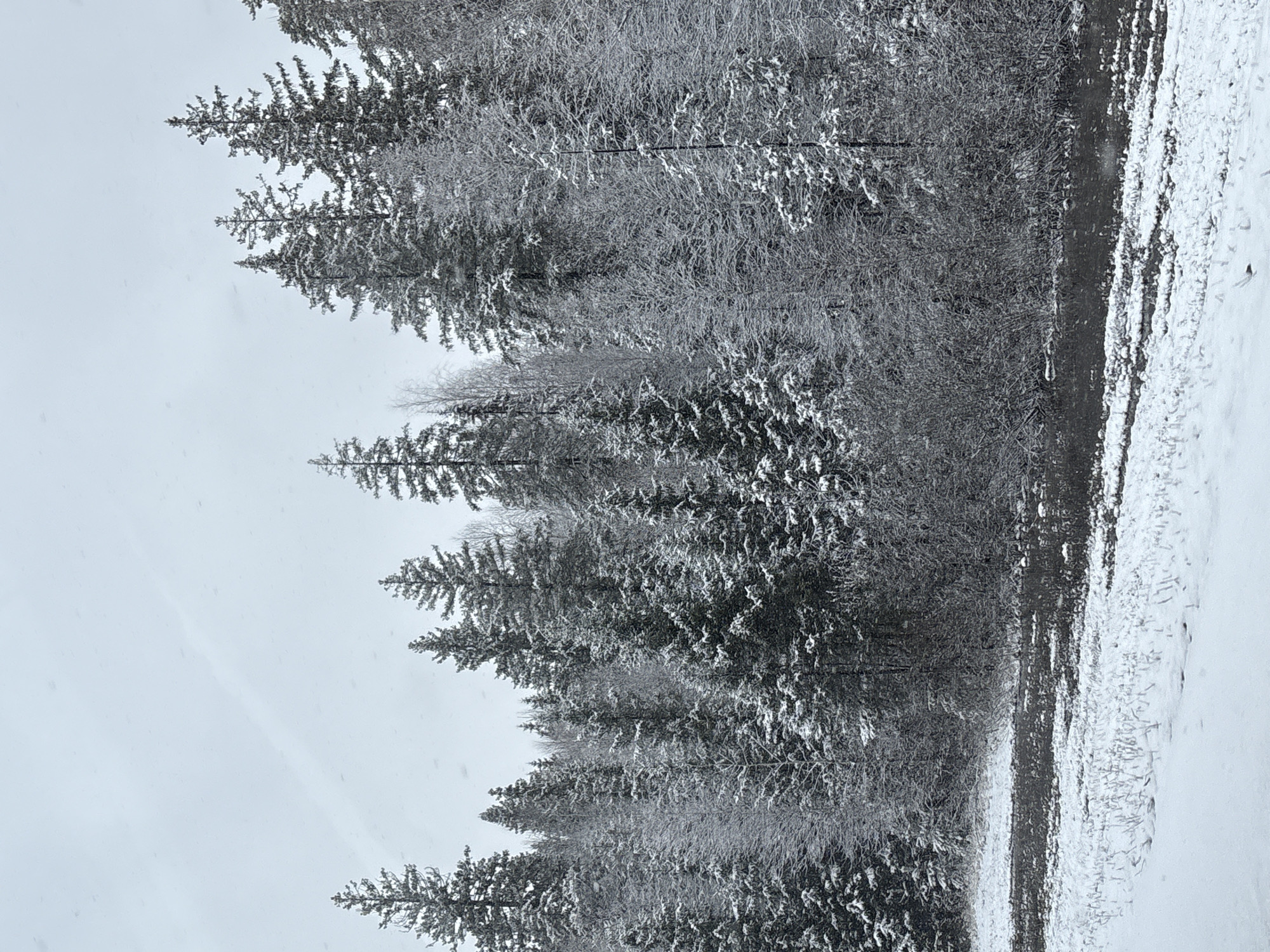 The image shows a winter scene in what appears to be a wooded area. The trees are covered in snow or frost. To the right of the trees, there is an open area covered in snow, possibly a field or clearing. The sky is overcast and gray. There is no indication of any people in the scene. There is nothing to indicate this photo was taken in Krasnokamsk, Russia.