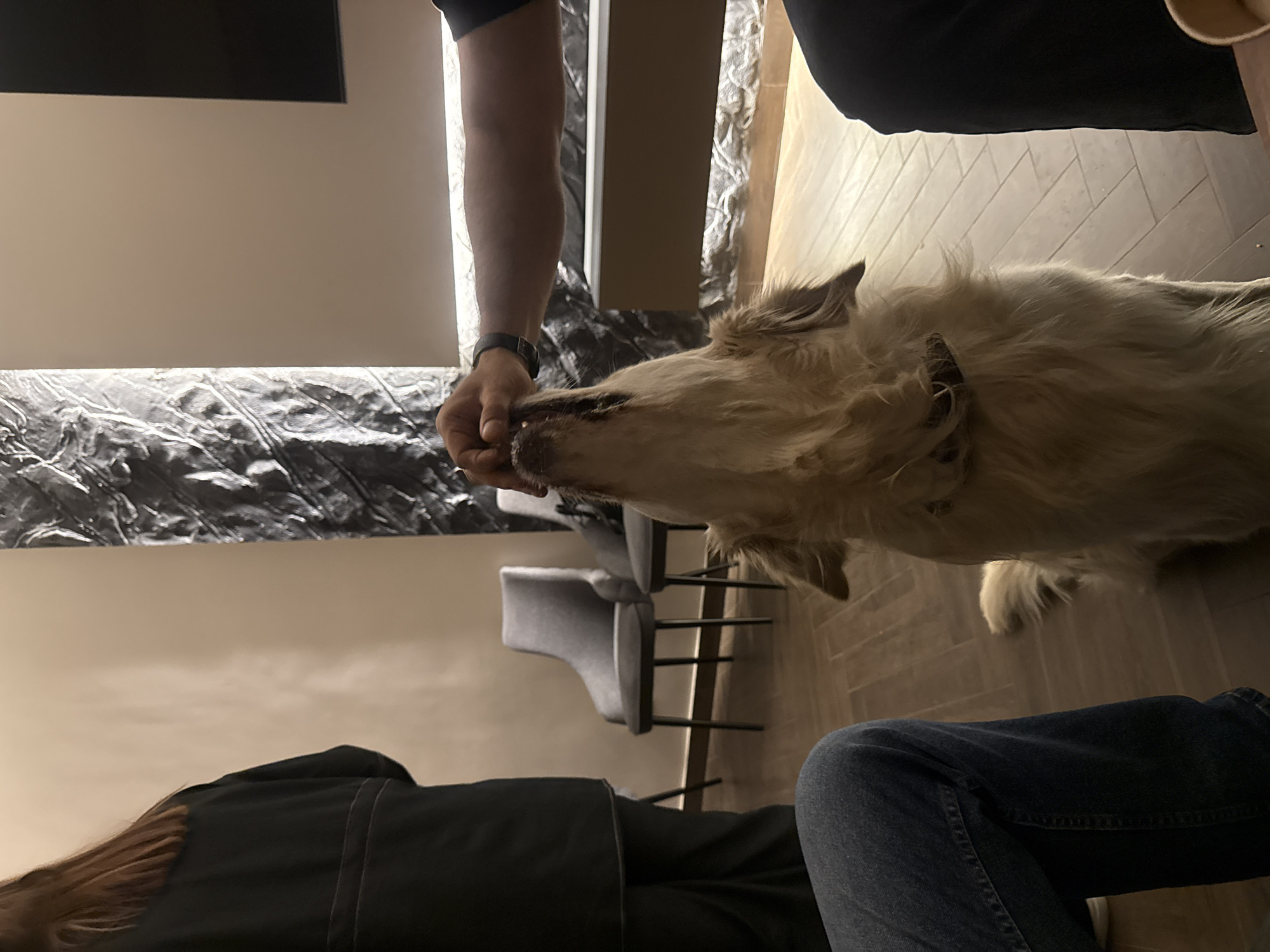 The image depicts an indoor scene in Yerevan, Armenia, capturing an intimate interaction between people and a dog. A large, light-furred dog, resembling a Golden Retriever or similar breed, is the central focus, eagerly accepting food from a person's hand. The dog has shaggy, light-colored fur and wears a dark collar around its neck. The person feeding the dog is partially visible, showing an arm with a dark sleeve and a watch on the wrist.
In the foreground, another individual is seated, with their legs, clad in blue jeans, and a section of their upper body, wearing a dark top, visible. Long, reddish-brown hair is also noticeable.
The setting is a modern interior, possibly a home, cafe, or lounge. The floor is covered with light-toned, rectangular tiles arranged in a diagonal pattern. In the background, two contemporary gray upholstered chairs with sleek black metal frames add to the stylish ambiance. A distinctive dark, textured wall panel, possibly made of metal or a similar material, runs along the mid-ground, providing an artistic element to the space. Above this panel, the wall is a plain light color, with a large, dark rectangular object mounted higher up on the left side. The lighting appears to be artificial, contributing to a warm and comfortable atmosphere. The scene conveys a sense of calm and positive interaction. There is no visible text in the image.