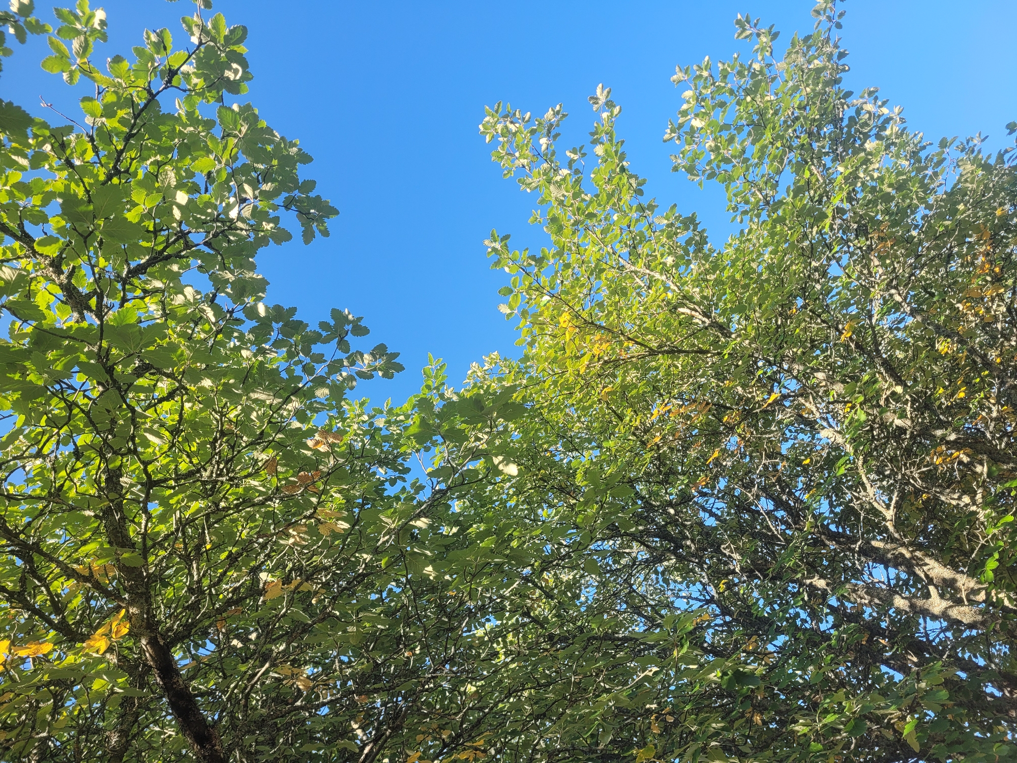 The image shows a view looking up through the branches and leaves of a tree against a clear blue sky. The leaves are predominantly green, with some areas showing yellowing, suggesting it may be late summer or early autumn. The tree has a complex network of branches. No people or specific city landmarks of Gävle, Sweden are visible in the image. The scene is natural and outdoor.