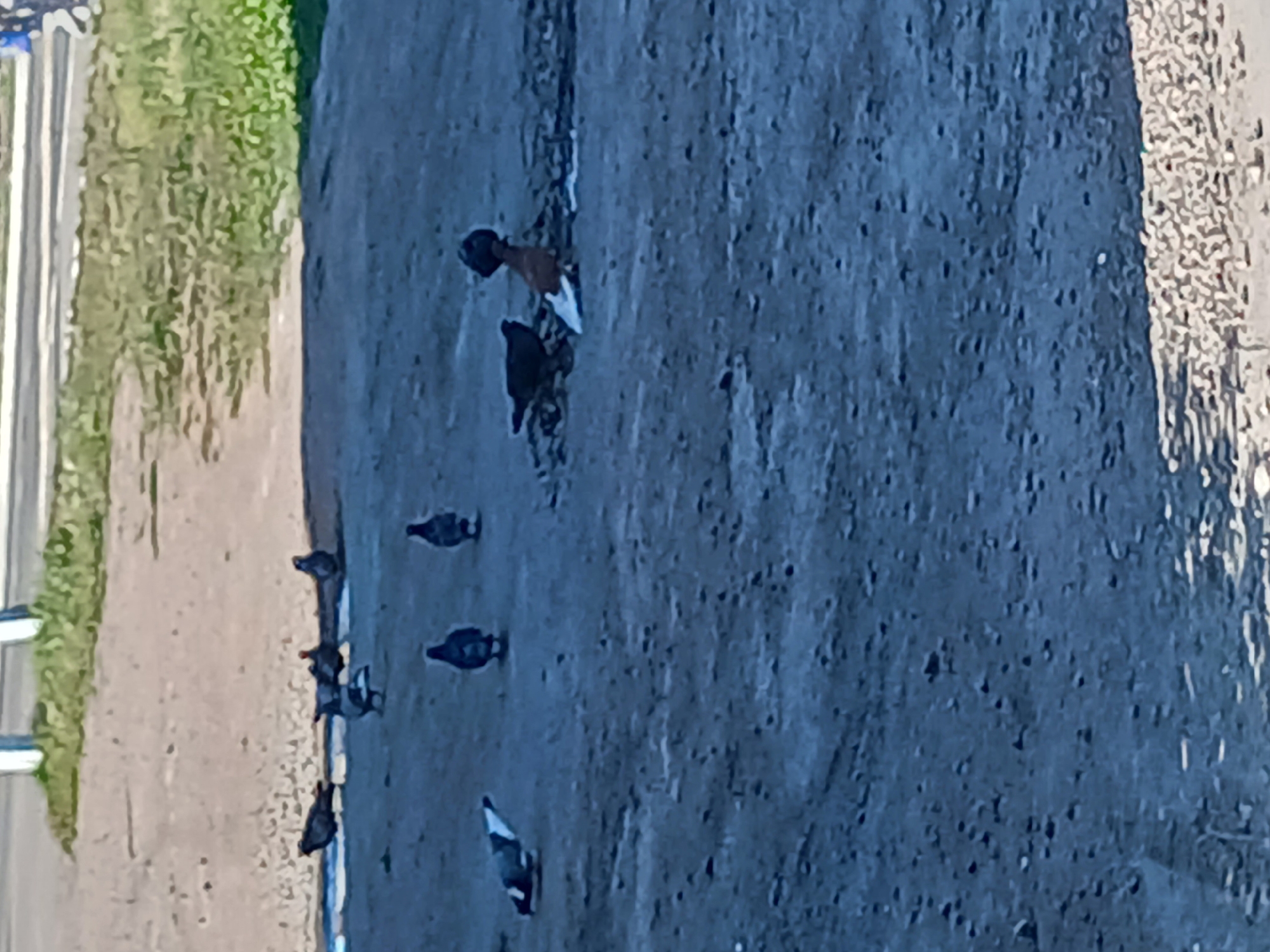 The image depicts a group of pigeons foraging on a dirt path in Makinsk, Kazakhstan. The ground is a mix of dirt and gravel, with patches of dry grass and some areas that appear to be wet. In the background, a road is visible with a grassy verge. Several pigeons are scattered across the scene, some standing, others pecking at the ground. One pigeon in the foreground is in motion, appearing to be in the process of taking flight or landing. Another pigeon, further back, has distinctive reddish-brown plumage. The lighting suggests it is daytime, with shadows indicating sunlight. There are no people visible in the frame.