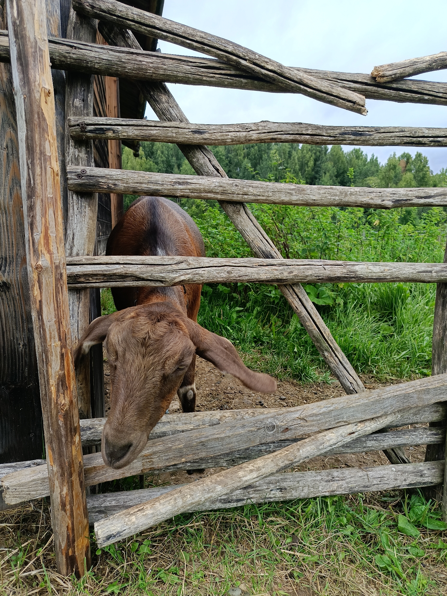 A brown goat with long ears peeks its head through a rustic wooden fence in Semenkovo, Russia. The fence is constructed from rough, weathered logs. Beyond the fence, lush green foliage and trees form a natural backdrop under a cloudy sky. The goat's body is partially visible, and it appears to be leaning forward, perhaps investigating something on the other side of the fence. The ground around the enclosure is a mix of dirt and dry grass.