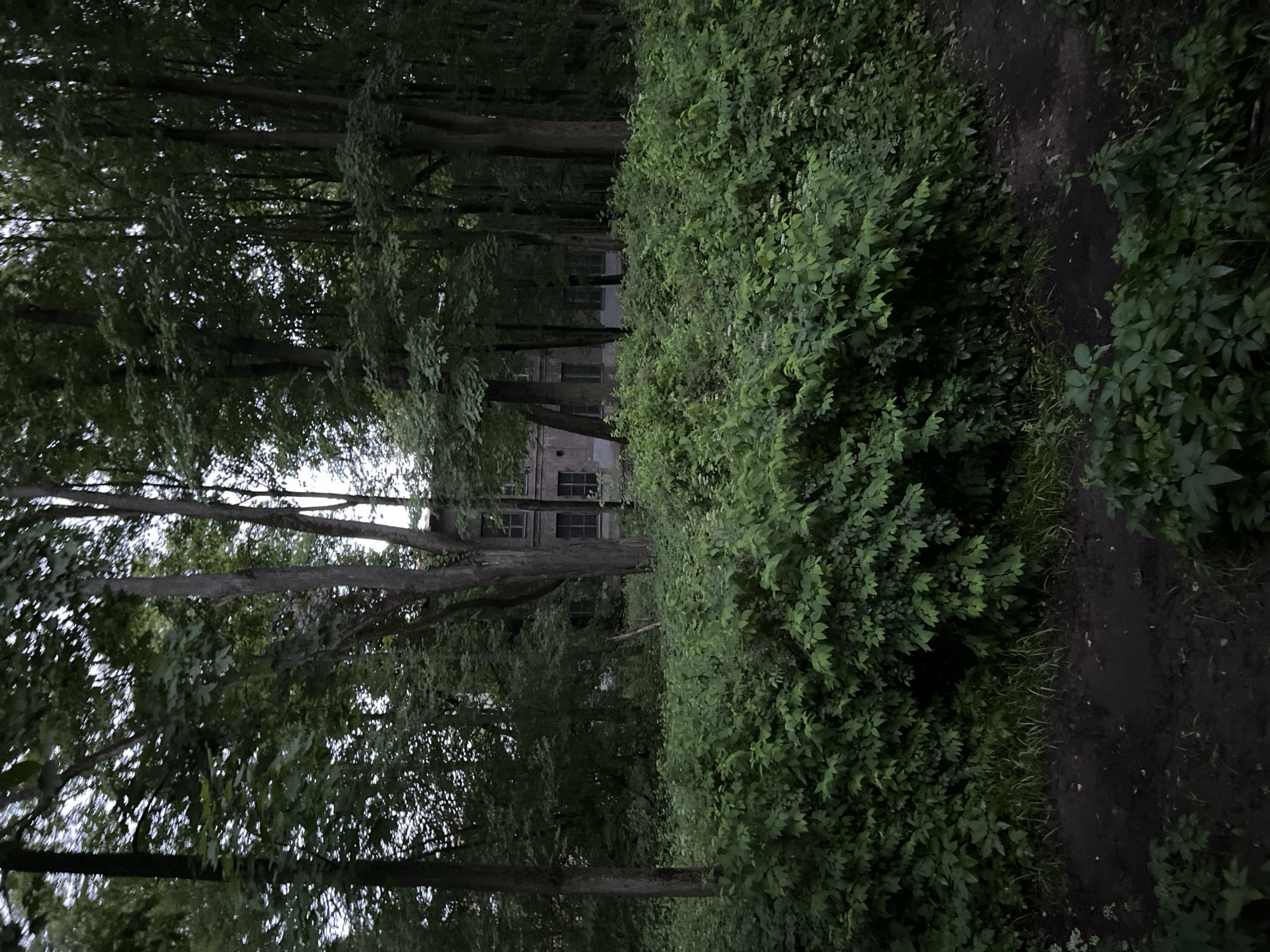 The image depicts a dense, overgrown forest with a building visible in the background. The building appears to be an old, possibly abandoned, brick structure with several windows. The foreground is dominated by lush green foliage, including trees and bushes, obscuring much of the ground. The lighting suggests it is either early morning or late evening, with a soft, diffused light filtering through the trees. The overall impression is one of natural overgrowth and a sense of seclusion. The specific location in Saint Petersburg, Russia is not discernible from the image itself.