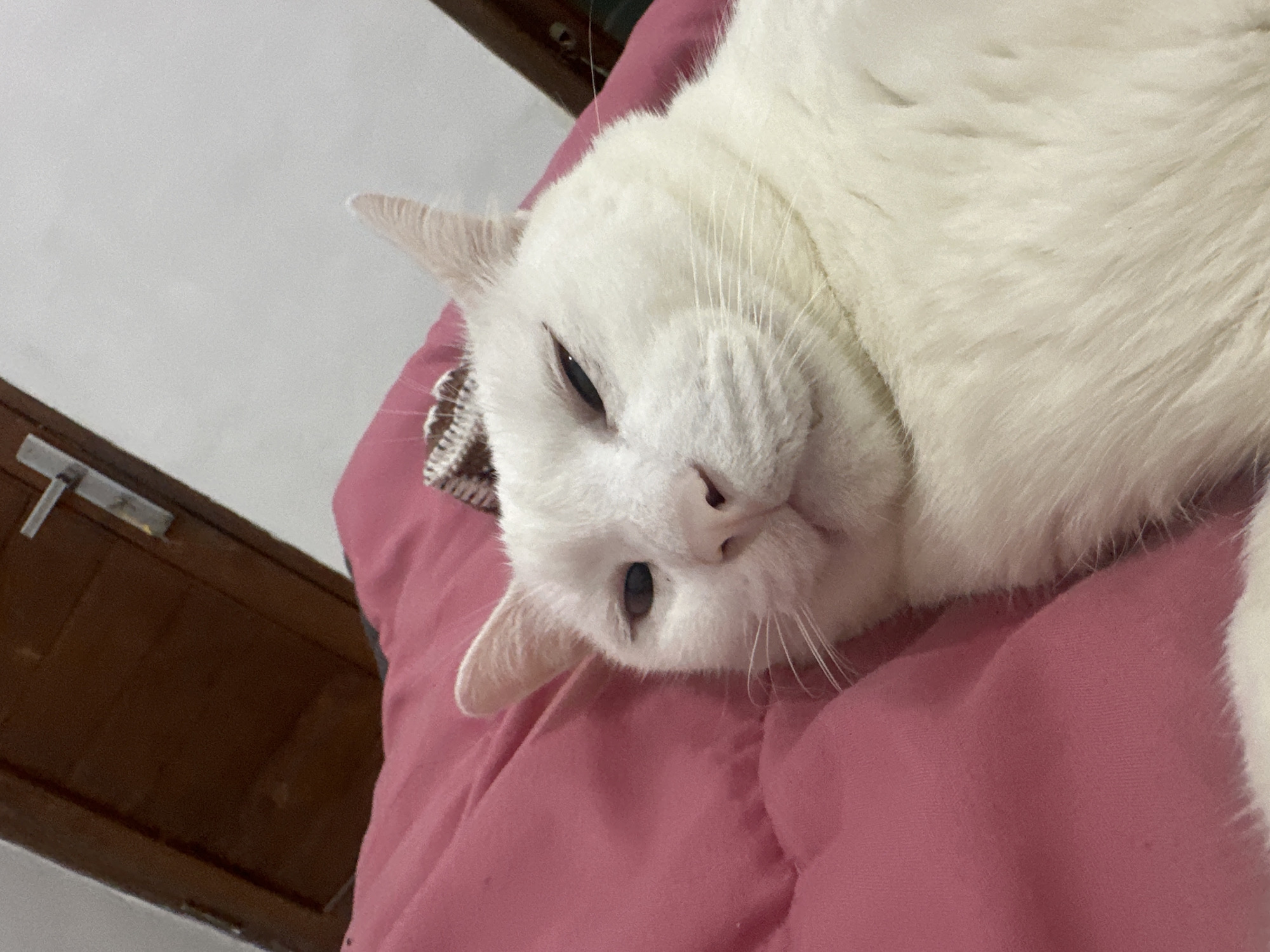 A white cat with light blue eyes lies on a pink comforter, with a wooden door and a white wall in the background. The cat appears to be resting or sleeping, with its eyes partially closed. The image is taken from a close-up perspective, focusing on the cat's face and upper body. The lighting is dim, suggesting an indoor setting. The background elements are out of focus, indicating that the cat is the primary subject of the photograph. The overall impression is one of a peaceful and relaxed feline. The scene appears to be inside a residential setting, possibly a bedroom. There is no specific indication of the location being in Sukawati, Indonesia, beyond the user's prompt.