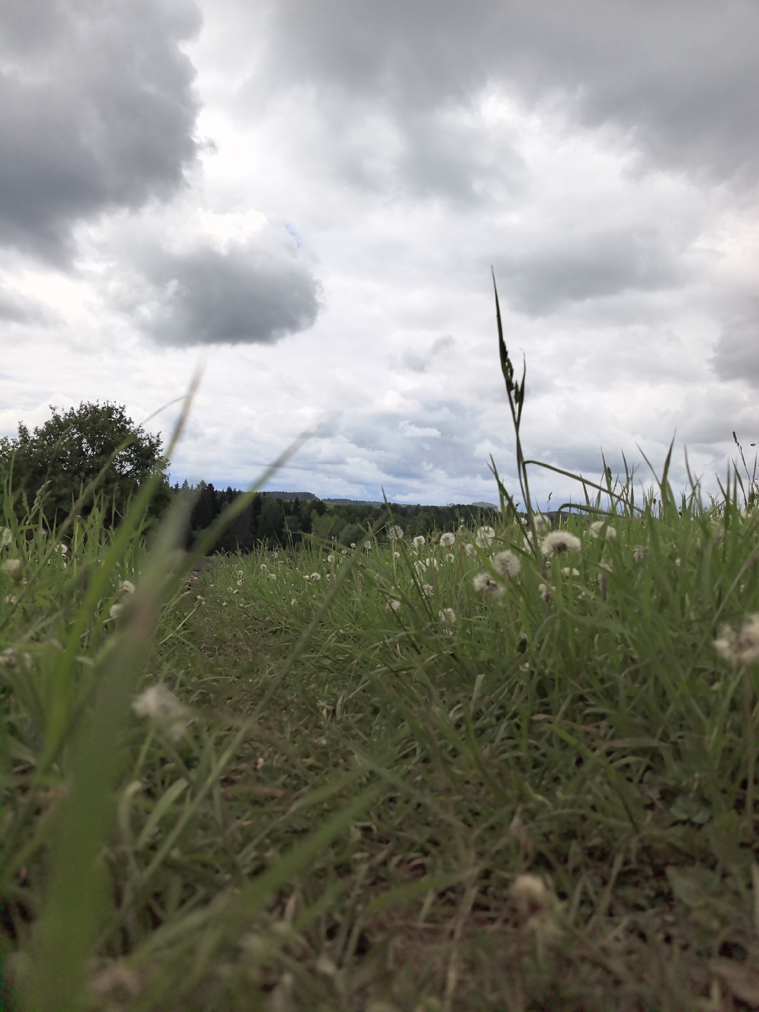 A ground-level shot of a grassy field under an overcast sky in Unknown, Unknown. The field contains a mix of tall green grass and dandelions gone to seed. A path cuts through the grass. In the background, a line of trees and distant hills are visible. The sky is filled with gray clouds.