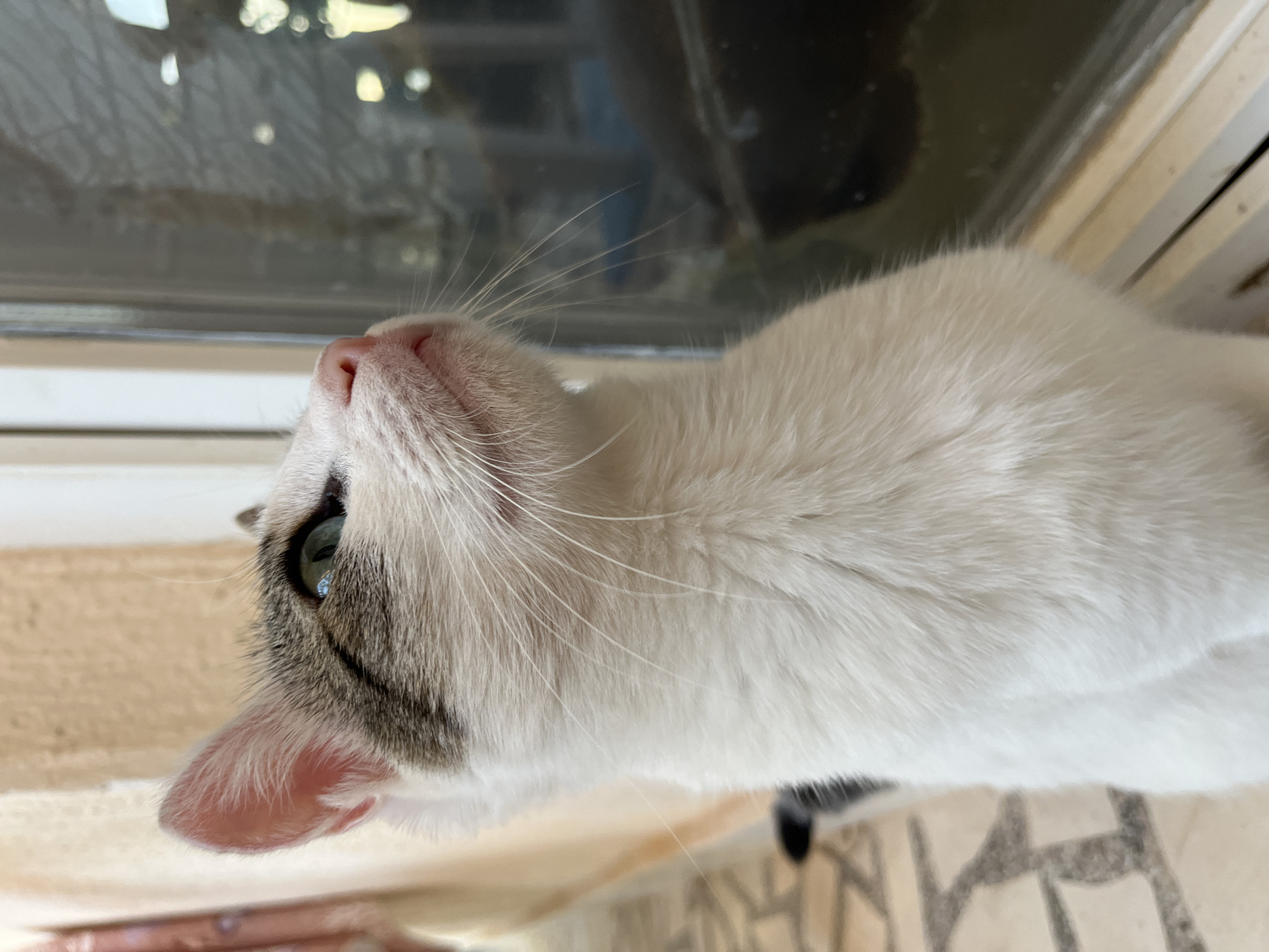 A close-up shot captures a white cat with gray tabby markings, looking upwards and to the right out of frame, near a window. The cat's right ear is visible, and its green eyes are focused. Its pink nose and prominent white whiskers are also in focus. The cat's fur is predominantly white with gray patches on its head. The background shows a tiled floor and a curtain to the left, and a blurred reflection on the window to the right. The scene is set in Šušanj, Montenegro, implied by the context of its location being requested, though no specific city landmarks are visible in the image.