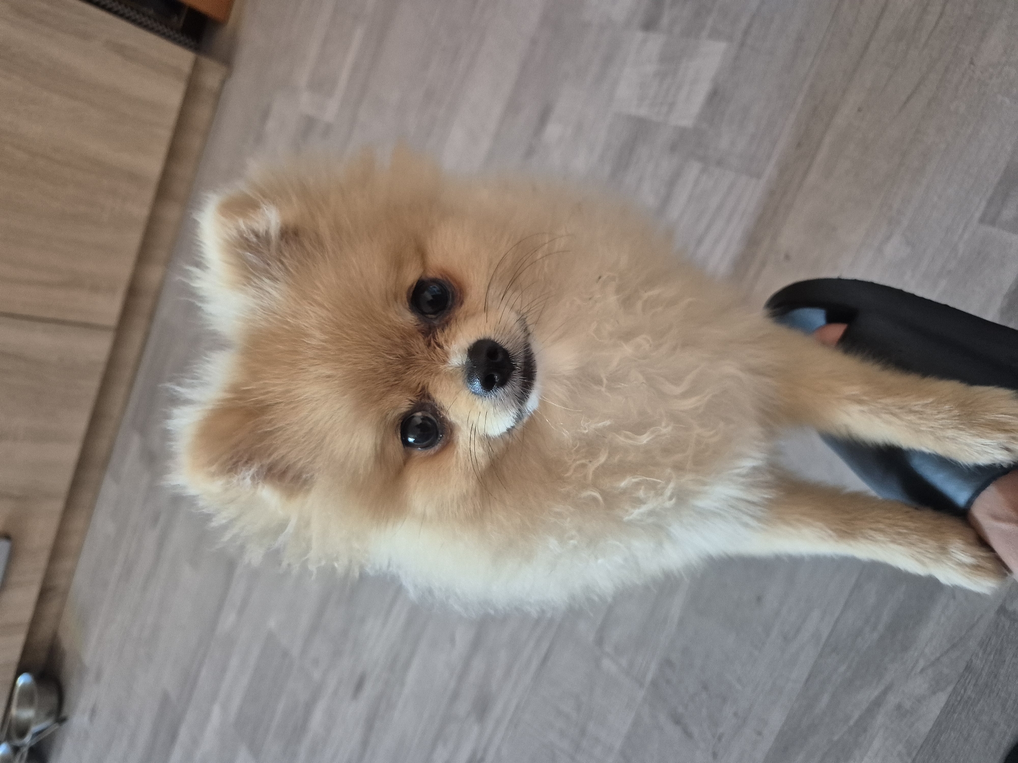 A Pomeranian dog stands on its hind legs on a person's foot, looking directly at the camera. The dog has light brown fur and dark eyes. The person's foot is covered by a black slipper. The background is a wooden floor and a kitchen counter with cabinets. The scene is indoors, likely in a home.