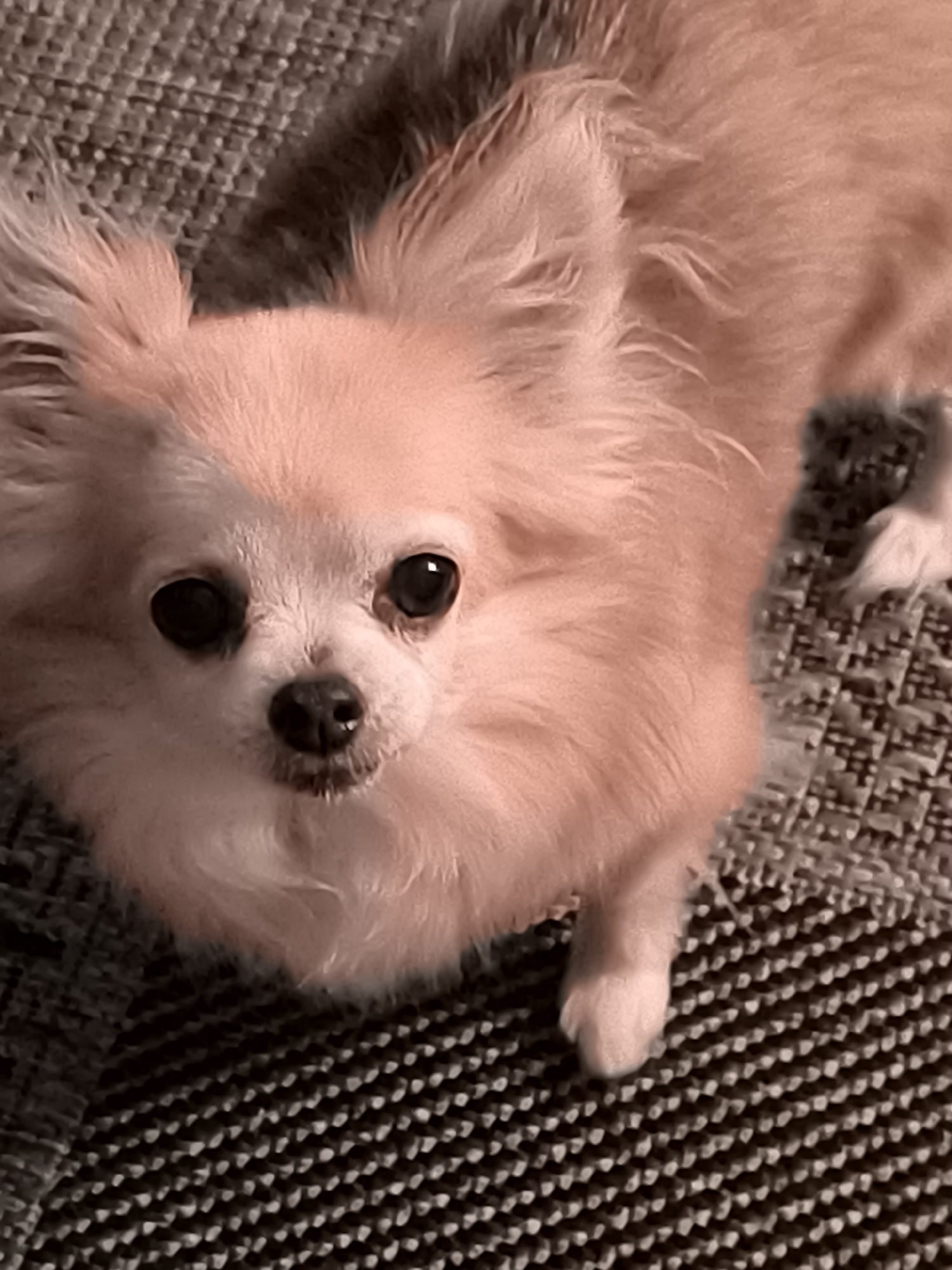 The image is a close-up, overhead shot of a tan-colored long-haired chihuahua resting on a textured, greyish-brown surface. The dog's face is the primary focus, with its dark eyes looking directly at the camera. Its nose is black and slightly damp, and its mouth is closed. The dog's ears are fluffy and alert, positioned slightly back on its head. The fur around its face is lighter and softer, creating a halo effect. The background appears to be a woven fabric, possibly a blanket or upholstery, with a distinct pattern of raised threads. The lighting is soft, casting a warm glow on the dog's fur. The image does not provide any information about the city of Dercekliai, Lithuania.