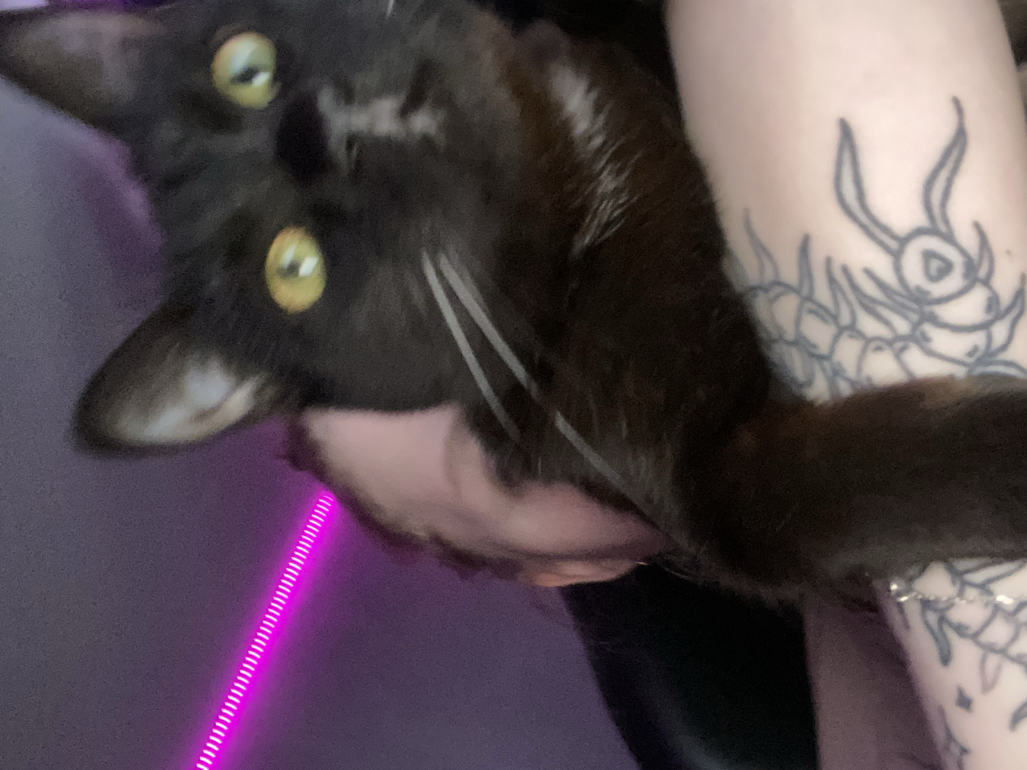 A black cat with yellow eyes is being held upside down by a person. The person has a tattoo of a stylized insect on their arm. The background includes a pink neon light strip and a purple wall. The location is unknown and is not Izhevsk, Russia.