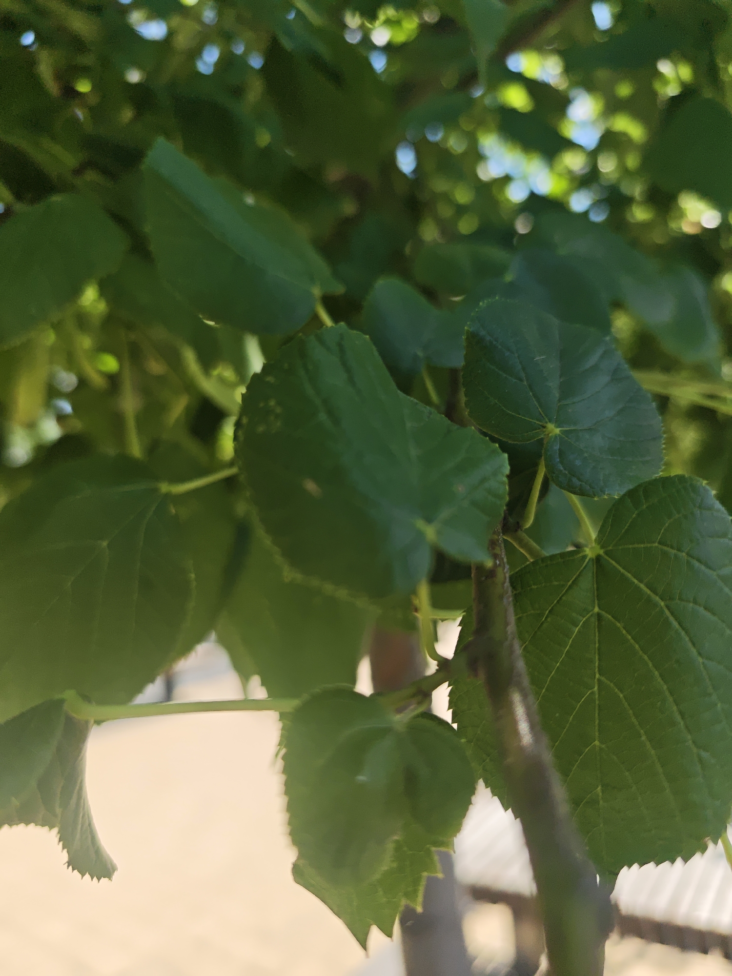 A close-up, low-angle shot shows the underside of several green linden leaves with serrated edges and prominent veins. The leaves are illuminated from above, casting soft shadows. In the background, out-of-focus bokeh lights suggest sunlight filtering through a canopy of leaves. A dark, textured branch runs vertically through the right side of the frame. The background also shows a blurry light-colored surface that appears to be a paved area, possibly a walkway or patio, with a hint of white structures in the distance. The scene is set outdoors, with the natural lighting indicating daytime.