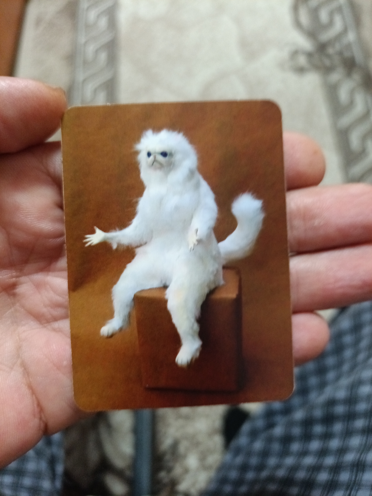 A postcard featuring a taxidermied white Persian cat sitting on a brown cube is held by a person's hands. The cat has blue eyes and a fluffy appearance. The background of the postcard is a solid brown color. The hands holding the postcard are light-skinned and appear to be resting on a patterned fabric. The location in the city of Nyagan, Russia, is not discernible from the image.