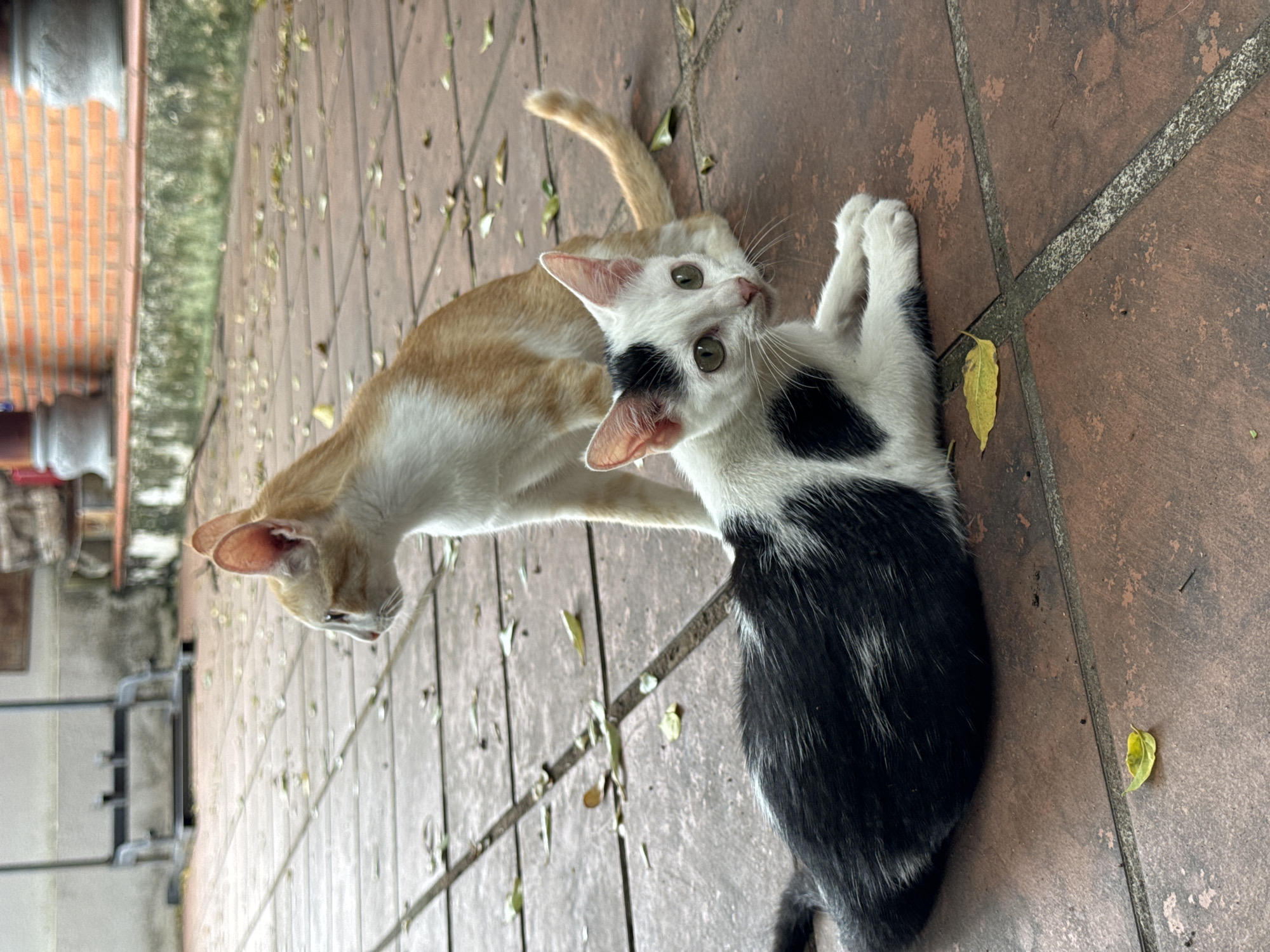 Two domestic cats are on a tiled outdoor patio. In the foreground, a black and white cat lies on its stomach with its paws tucked underneath. Its head is turned to the left, and it is looking directly at the camera with green eyes. Behind it and to the right, an orange and white cat stands on all fours, facing away from the camera and looking to its left. The patio is made of large, reddish-brown tiles. Scattered on the patio are a few fallen green and yellow leaves. In the background, there is a brick wall with two stone columns and a metal structure that appears to be a stand. The overall environment suggests an outdoor setting in a courtyard or garden area. This scene is likely located in Mũi Né, Vietnam, a coastal resort town known for its beaches and sand dunes.