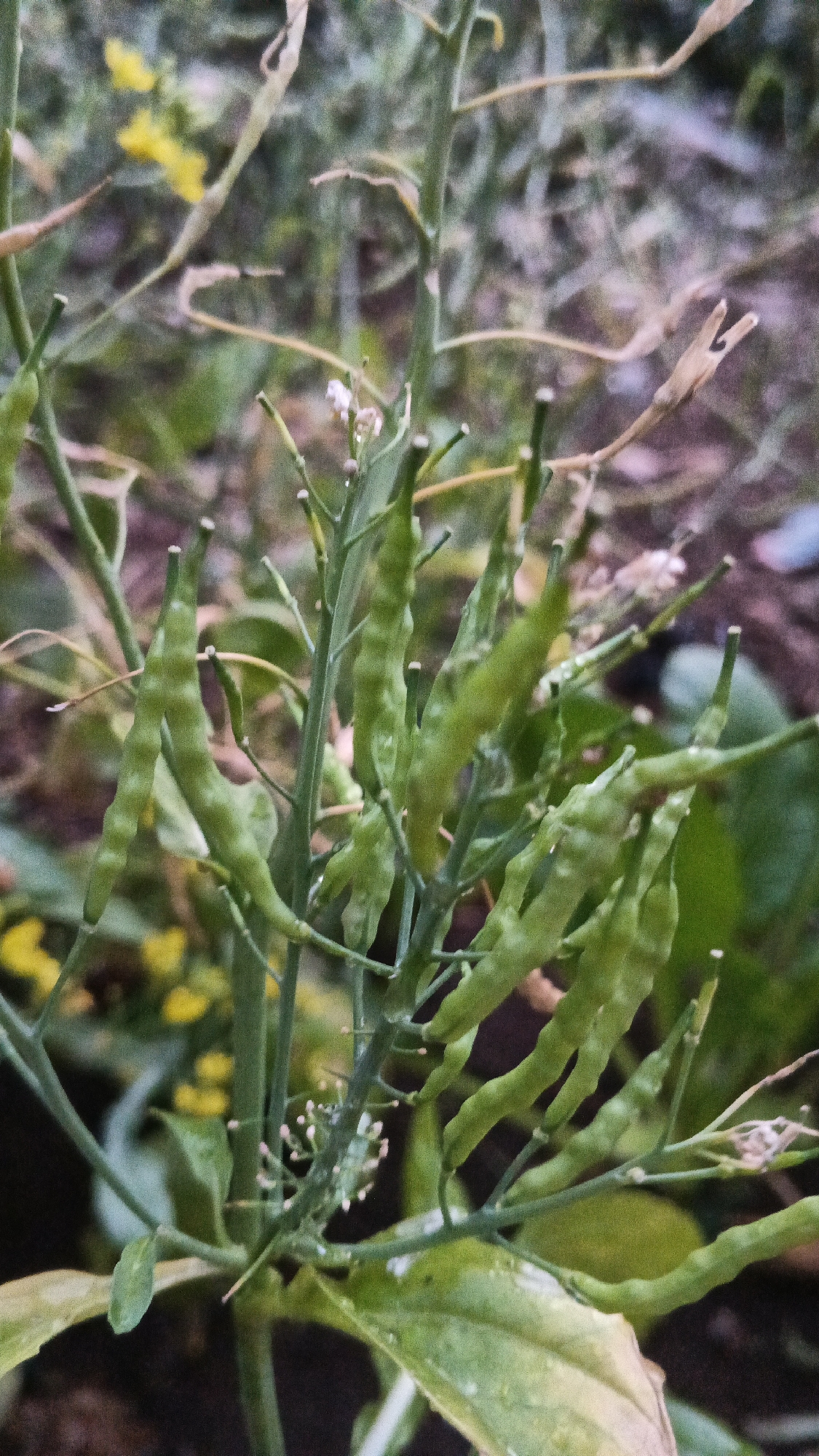 A close-up, vertical shot captures a cluster of green seed pods growing on a plant. The pods are elongated and segmented, with a slightly wrinkled texture, and are attached to thin, green stems. Some of the pods are bent or curved. In the background, out-of-focus yellow flowers and green foliage are visible, suggesting an outdoor setting. The overall impression is of a plant in its natural growth phase, likely in a garden or agricultural area. The scene is devoid of human presence or activity. The photograph was taken in Karangjati, Indonesia.