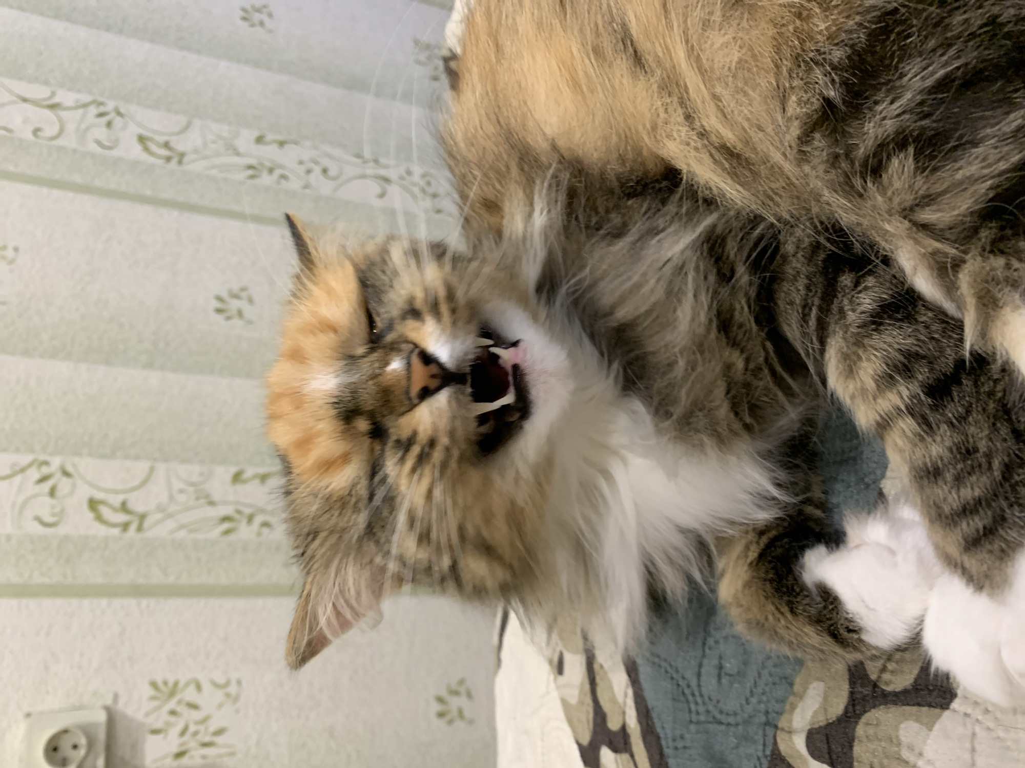 A fluffy, tortoiseshell cat with its mouth open in a yawn or hiss is lying on a patterned blanket. The cat has white paws and chest fur, with patches of orange, black, and brown throughout its coat. Its eyes are partially closed. The background consists of a wall with floral patterned wallpaper and a white electrical outlet on the left. The image appears to be taken indoors, in a domestic setting. There is no indication of the city of Asha, Russia, or any specific location.