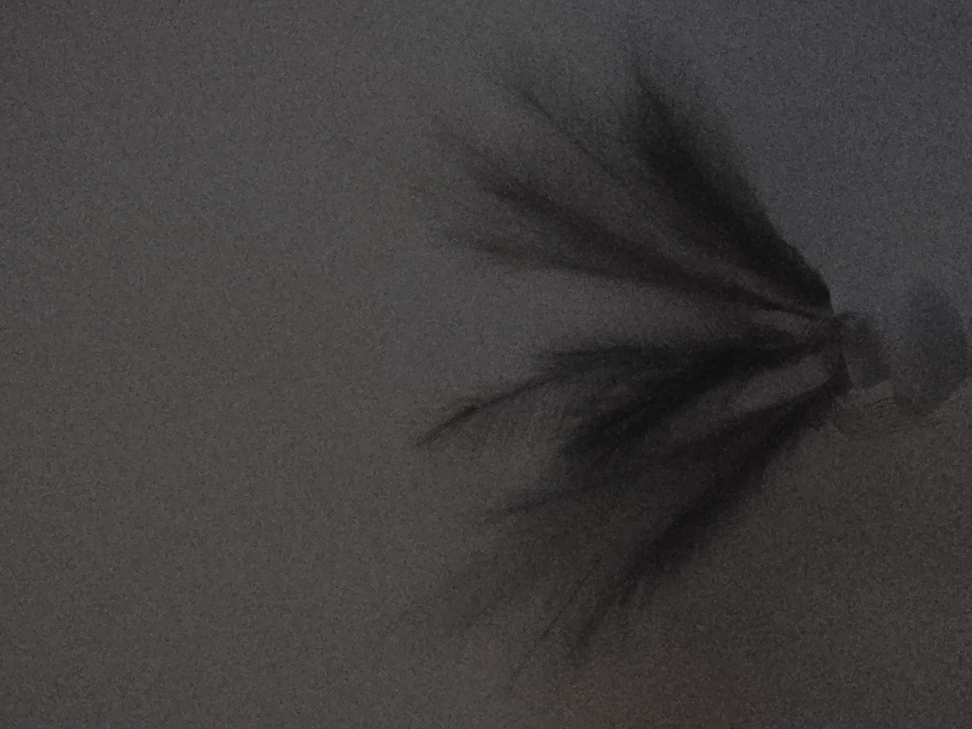 The image presents a dark, monochromatic composition dominated by a silhouetted plant feature. In the upper right quadrant, a cluster of what appears to be palm fronds is depicted, fanning out downwards and towards the left. These fronds are highly blurred, suggesting either motion, a shallow depth of field, or low-light conditions contributing to softness and indistinct edges. Their dark forms contrast with the slightly lighter, uniformly dark grey background.
The background itself is heavily textured with a pervasive grain or speckle, which could be attributed to a rough surface like sand or concrete, or significant image noise from photography in dim lighting. The overall scene is devoid of clear details, making specific identification of the setting challenging beyond the likely presence of palm trees.
The time of day is not explicitly clear but the strong silhouettes and deep shadows indicate a low-light environment, such as night, dusk, or a very overcast day. No specific activity or event is taking place; the image captures a static, almost abstract moment. There are no people visible, nor any discernible text. The muted tones and blurred elements create a serene yet somewhat enigmatic atmosphere.