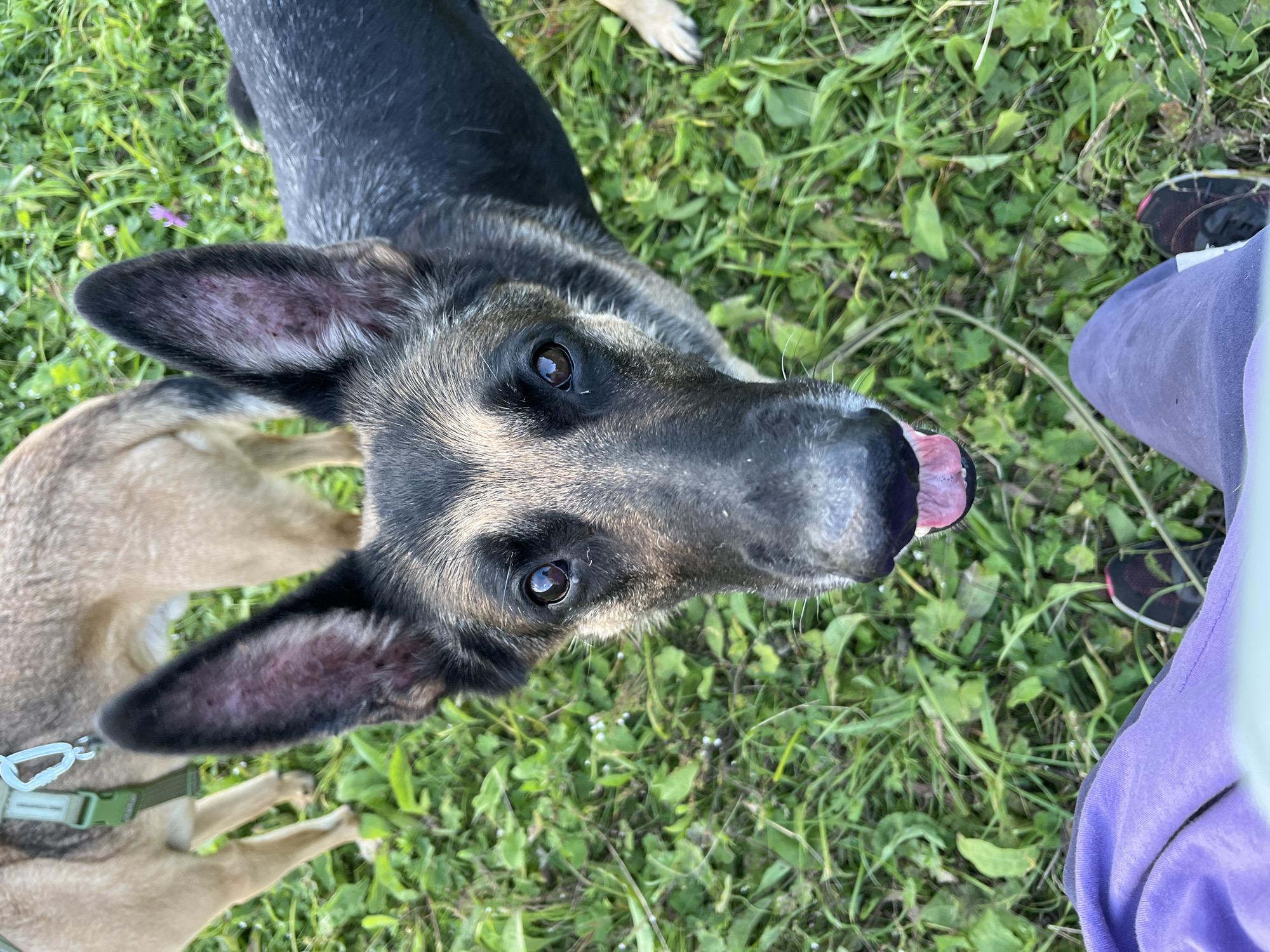 In a grassy outdoor setting, a German Shepherd dog with black and tan fur looks directly into the camera. The dog's mouth is slightly open, revealing its tongue. Another dog, lighter in color and wearing a green harness, is partially visible in the background. The foreground shows a person's legs wearing purple sweatpants and athletic shoes. The location is identified as Nizhny Tagil, Russia.